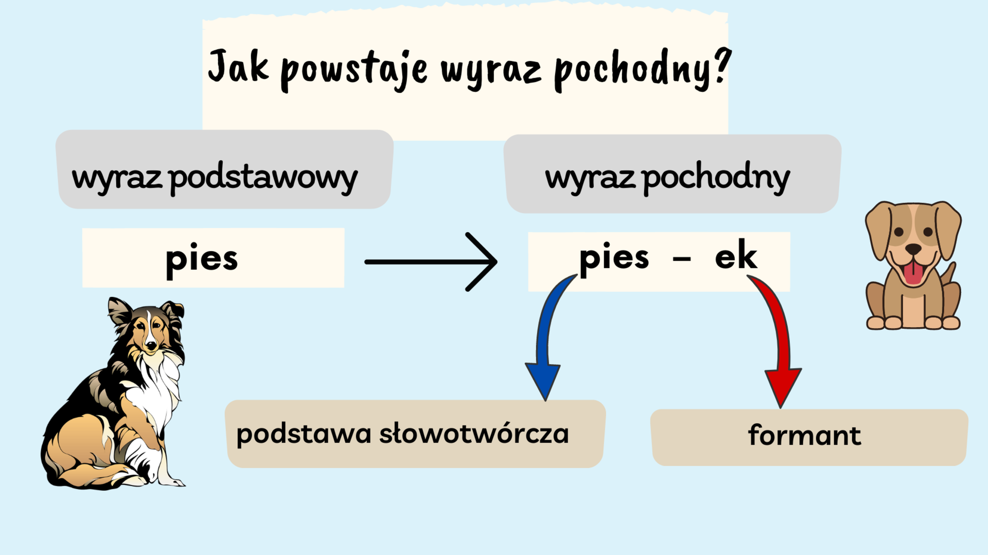 Ilustracja przedstawia schemat: jak powstaje wyraz pochodny? Po lewej stronie został zapisany wyraz podstawowy. Pod spodem znajduje się wyraz pies. Poniżej znajduje się obrazek dużego psa. Od wyrazu pies jest poprowadzona strzałka z grotem skierowanym w prawą stronę do wyrazu piesek. Nad wyrazem piesek widnieje napis wyraz pochodny. Obok wyrazu piesek znajduje się obrazek małego psa. Od wyrazu piesek, składającego się z dwóch części pies i – ek, prowadzą dwie strzałki. Od wyrazu pies strzałka jest skierowana w dół do podstawy słowotwórczej. Od cząstki – ek prowadzi strzałka w dół do formantu.