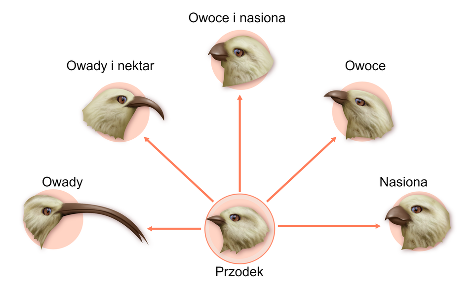 Schemat przedstawia radiacje adaptacyjne dziobu u ptaków pochodzących od jednego przodka w zależności od rodzaju pobieranego pokarmu. Ptak, którego dietę stanowią głównie owady posiada długi, cienki, wygięty ku dołowi dziób. U osobnika, którego głównym źródłem pożywienia są owady i nektar, dziób wykształcił się w sposób podobny do ptaka spożywającego owady, jest jednak znacznie krótszy. Dziób zwierzęcia odżywiającego się owocami jest masywniejszy i krótszy. Jego górna część jest większa i nasunięta na mniejszą, dolną. Ptak odżywiający się owocami i nasionami ma krępy, masywny dziób o znacząco większej części górnej od dolnej. Natomiast ptak odżywiający się wyłącznie nasionami posiada dziób o budowie podobnej do osobnika odżywiającego się owocami i nasionami, jednak jest on znacznie większy.