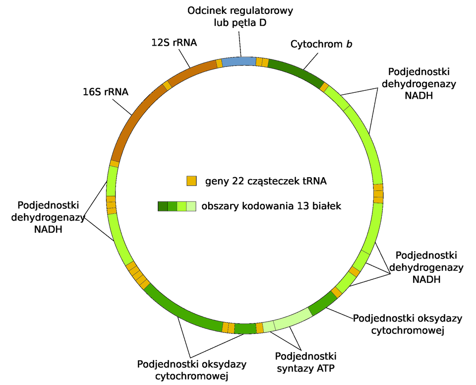 Ilustracja przedstawia strukturę mitochondrialnego DNA człowieka. Strukturę ukazano w postaci okręgu podzielonego na różnej długości odcinki. W środku okręgu jest legenda opisująca, że kolor żółty oznacza geny 22 cząsteczek tRNA, odcinki w odcieniach koloru zielonego oznaczają obszary kodowania 13 białek. Opis okręgu od góry w prawo: odcinek zaznaczony kolorem niebieskim to odcinek regulatorowy lub pętla D, następnie są dwa cienkie żółte odcinki, po nich ciemnozielony odcinek opisany jako cytochrom b. Następnie wąski żółty pasek. Po nim krótszy i dłuższy odcinek w kolorze jaskrawozielonym - to podjednostki dehydrogenazy NADH. Kolejno są trzy wąskie paski żółte. Po nich kolejne trzy odcinki jaskrawozielone - to podjednostki dehydrogenazy NADH. Są przedzielone wąskim odcinkiem w kolorze żółtym. Następnie jest ciemnozielony odcinek podjednostki oksydazy cytochromowej, po nim jasnozielone dwa odcinki - to podjednostki syntazy ATP. Kolejno cienki odcinek żółty, dwa ciemnozielone odcinki - podjednostki oksydazy cytochromowej - przedzielone dwoma cienkimi paskami w kolorze żółtym. Następnie jest pięć cienkich żółtych odcinków, a po nich dwa jaskrawo zielone oznaczające podjednostki dehydrogenazy NADH przedzielone trzema żółtymi cienkimi odcinkami. Po podjednostkach dehydrogenazy jest krótki żółty odcinek, a następnie długi pomarańczowy oznaczający 16S rRNA, po nim zaś wąski żółty pasek i pomarańczowy oznaczający 12S rRNA. Po nim jest krótki żółty odcinek i wracamy na szczyt okręgu.