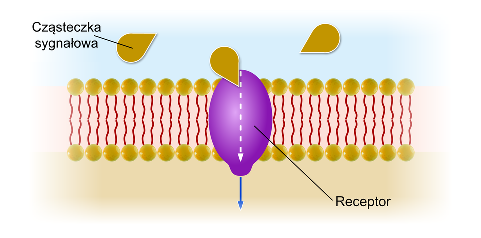 Grafika przedstawia schemat działania białka receptorowego. Białko przedstawione jest jako fioletowy, owalny element. Jest to struktura zaczepiona w błonie komórkowej. Do receptora przyłącza się cząsteczka sygnałowa (przedstawiona jako pomarańczowa łezka), wysyłając sygnał do wnętrza komórki. 