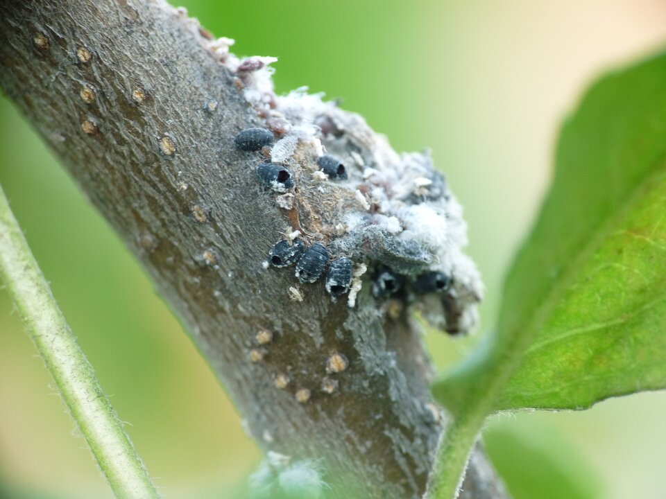 Zdjęcie przedstawia dziurawe odwłoki mszyc umiejscowione na łodydze rośliny. Odwłoki mszyc zostały wykorzystane przez ośca korówkowego do wyżywienia swoich larw. Odwłoki mają kształt niewielkich owali. Na pancerzach odwłoków widoczne pręgi. 