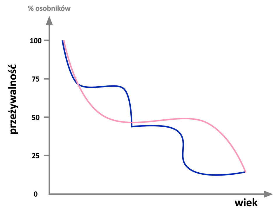 Zdjęcie przedstawia dwie krzywe przeżywania. Na osi x zaznaczony jest wiek, na osi y procent osobników od 0 do 100% z podziałką co 25%. Kolorem niebieskim zaznaczona została schodkowa krzywa przeżywania, która swoim kształtem przypomina stopnie opadające w dół od lewej do prawej strony. Zaczyna się na wartości 100% na osi y i skokowo opada do wartości ok. 10% na osi y. Kolorem różowym krzywa oznaczona została krzywa przeżywania w kształcie fali – zaczyna się w tym samym miejscu, co niebieska linia i opada do wartości ok 50%, przez jakiś odcinek jest na tym samym poziomie, a dalej znów spada w dół i spotyka się z niebieską linią przy wartości ok. 10% na osi y.