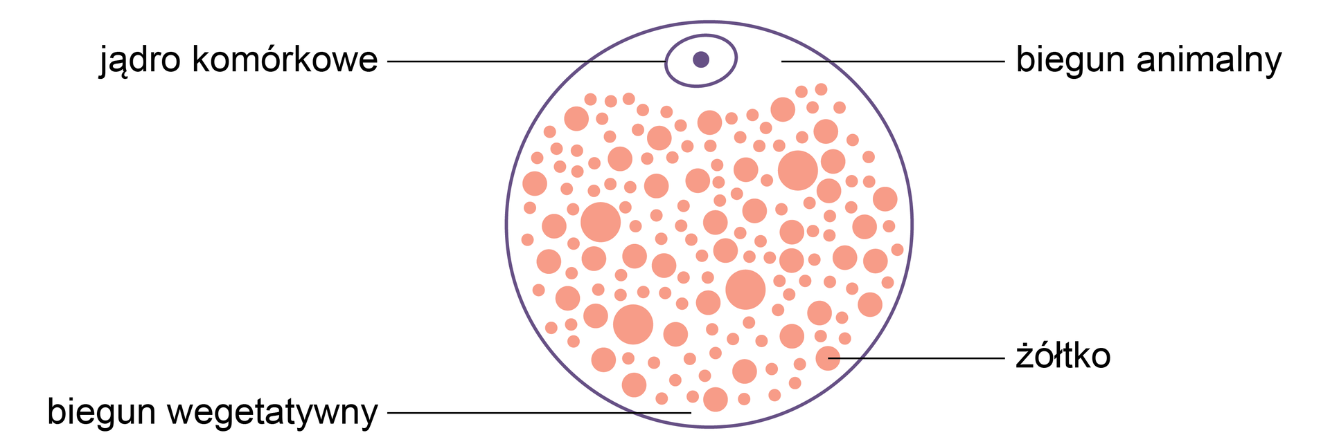 Ilustracja przedstawia komórkę o kulistym kształcie. Jest ona wypełniona mniejszymi kropkami, to żółtko. W dolnej części znajduje się biegun wegetatywny.   W górnej części znajduje się biegun animalny. Tam tez umiejscowione jest jądro komórkowe. 