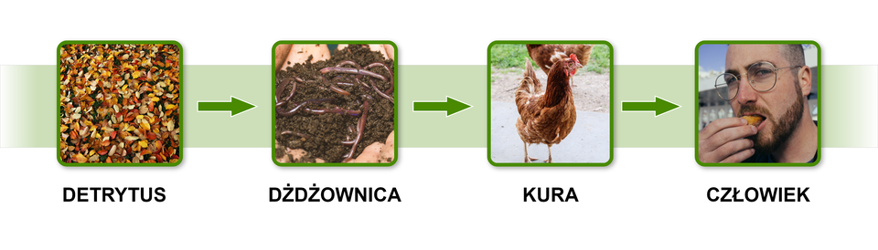 Schemat przedstawia przykład łańcucha detrytusowego. Schemat przedstawia cztery kwadraty. Pomiędzy nimi są strzałki. Strzałki biegną od detrytusu – na zdjęciu są resztki organiczne, do dżdżownicy – na zdjęciu na glebie leżą dżdżownice. Następnie strzałka od dżdżownicy biegnie do kury – na zdjęciu jest brązowo upierzona kura. Od kury strzałka biegnie do człowieka – na zdjęciu jest głowa mężczyzny w okularach, który wkłada do ust kawałek jedzenia.