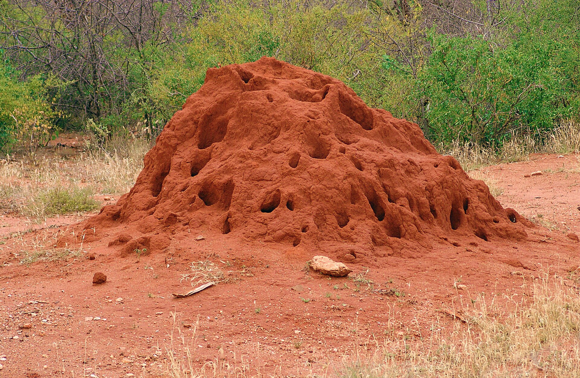 Fotografia przedstawia kopiec termitów o nieregularnym kształcie. Wznosi się wysoko ponad rudą ziemię. Ma kolor pomarańczowy i liczne duże otwory. W tle zielone krzewy, z przodu sucha trawa. Blisko kopca nic nie rośnie.