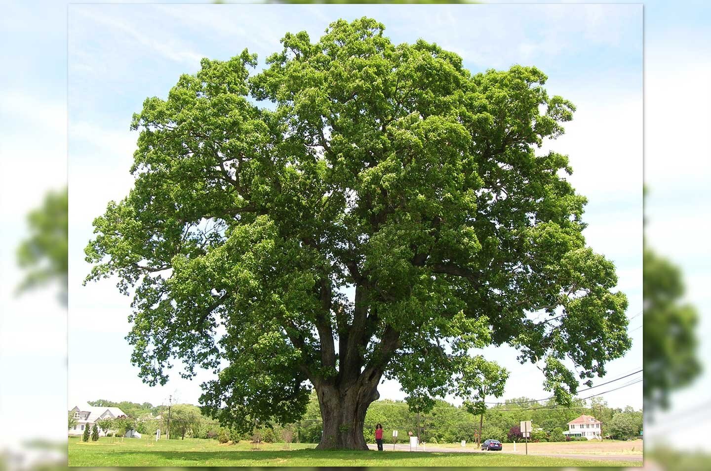Fotografia przedstawiająca duży Dąb