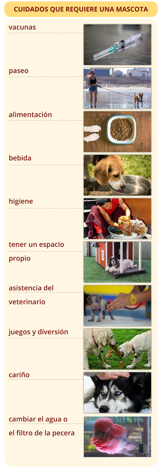 Na grafice znajduje się dziesięć zdjęć z podpisami. Tytył grafiki: CUIDADOS QUE REQUIERE UNA MASCOTA.Zdjęcie strzykawki z preparatem. Podpis: vacunas.Zdjęcie kobiety, która wyprowadza psa na spacer. Podpis: paseo.Zdjęcie miski z karmą dla psa. Miska leży na podłodze, a obok widoczne są łapy psa. Podpis: alimentación.Zdjęcie psa, który pije wodę z miski. Podpis: bebida.Zdjęcie mężczyzny, który myje psa w misce. Podpis: higiene.Zdjęcie dużego psa, który leży przed dużą budą. Podpis: tener un espacio propio.Zdjęcie szczeniaczka podczas badania u weterynarza. Podpis: asistencia del veterinario.Zdjęcie dwóch psów bawiących się wspólnie jedną zabawkę. Podpis: juegos y diversión.Zdjęcie głaskanego psa. Podpis: cariño.Zdjęcie ryby pływającej w akwarium. Podpis: cambiar el agua o el filtro de la pecera.