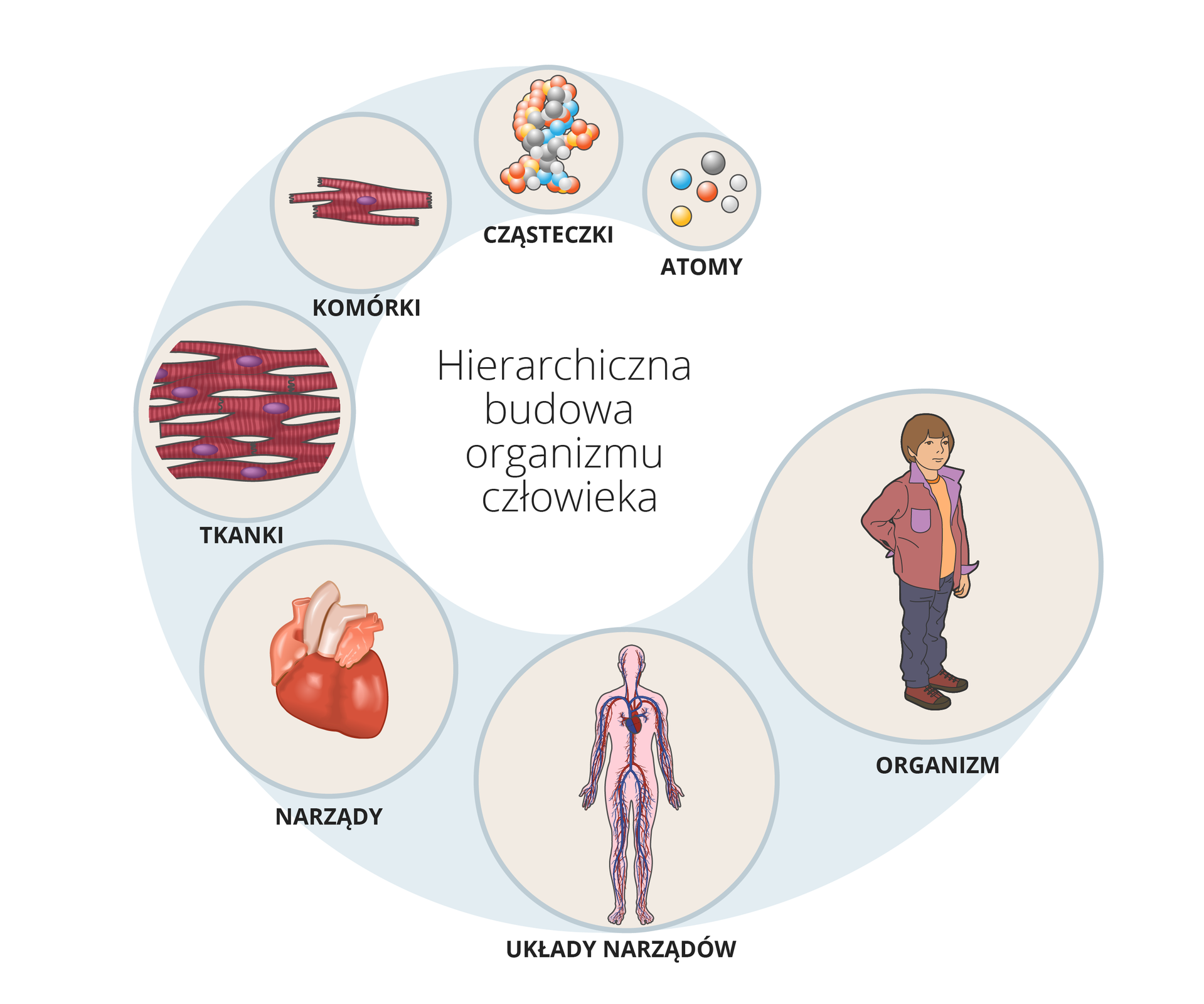 Schemat ilustruje hierarchię w budowie organizmu człowieka, na którą składają się kolejno: atomy, cząsteczki, komórki, tkanki, narządy, układy narządów, organizm człowieka.