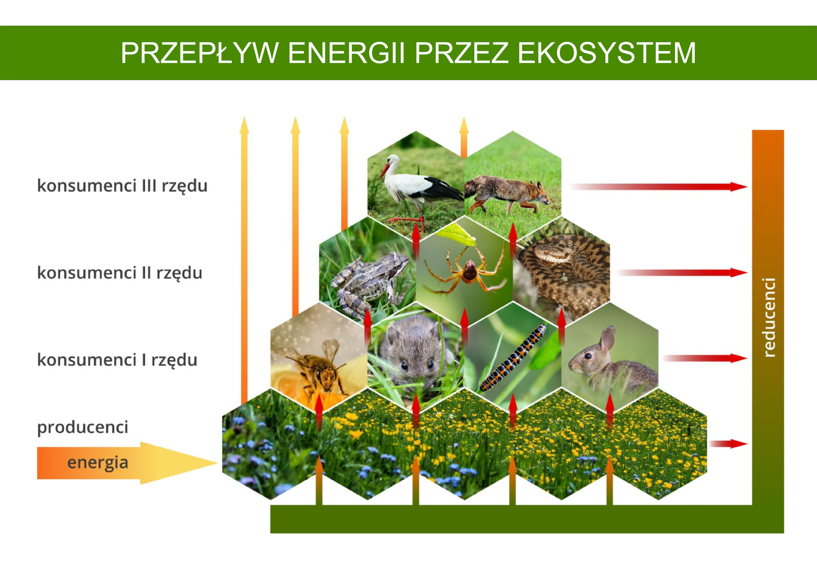 Podstawą funkcjonowania przyrody jest energia światła słonecznego. Rośliny przekształcają w energię chemiczną zaledwie 1% energii światła, które dociera do ich powierzchni. Większość energii zmagazynowanej w związkach organicznych rośliny zużywają na swoje potrzeby życiowe, głównie oddychanie, syntezę potrzebnych związków organicznych, transport substancji. Żaden z procesów zachodzących w komórce nie przebiega ze stuprocentową wydajnością, dlatego duża część tej energii rozprasza się w otoczeniu. W efekcie tylko ułamek energii świetlnej, którą rośliny zaabsorbowały podczas fotosyntezy pozostaje zmagazynowany w wiązaniach chemicznych związków organicznych budujących ciało roślin. Zwierzęta roślinożerne nie zjadają roślin w całości. Z tego powodu trafia do nich jedynie część energii zmagazynowanej w masie roślinnej. Zużywają tę energię do podtrzymania własnych czynności życiowych, czemu, podobnie jak w przypadku roślin, towarzyszy rozpraszanie energii. Zwierzęta roślinożerne rosną i rozmnażają się, stając się dla konsumentów drugiego rzędu magazynem materii i energii. Konsumenci drugiego rzędu wykorzystują od dziesięciu do dwudziestu energii zgromadzonej przez roślinożerców. Na każdym poziomie troficznym energii jest coraz mniej, więc tworzące dany poziom organizmy mogą wyżywić coraz mniejszą liczbę konsumentów. To wyjaśnia, dlaczego większość łańcuchów w ekosystemach składa się zaledwie z kilku ogniw. Do ostatniego poziomu troficznego, czyli poziomu destruentów, trafia energia obecna w szczątkach martwych organizmów i odchodach, zwłaszcza w niestrawnych częściach ciała, takich jak pióra, kości, rogi. Na każdym poziomie pokarmowym większość przyswojonej energii zostaje rozproszona i stracona. Szacuje się, że każdy kolejny poziom troficzny ma do dyspozycji mniej energii niż poziom poprzedni. Oznacza to, że energia przepływa przez ekosystem, w którym zostaje wykorzystana i rozproszona. Schemat ma kształt piramidy schodkowej.