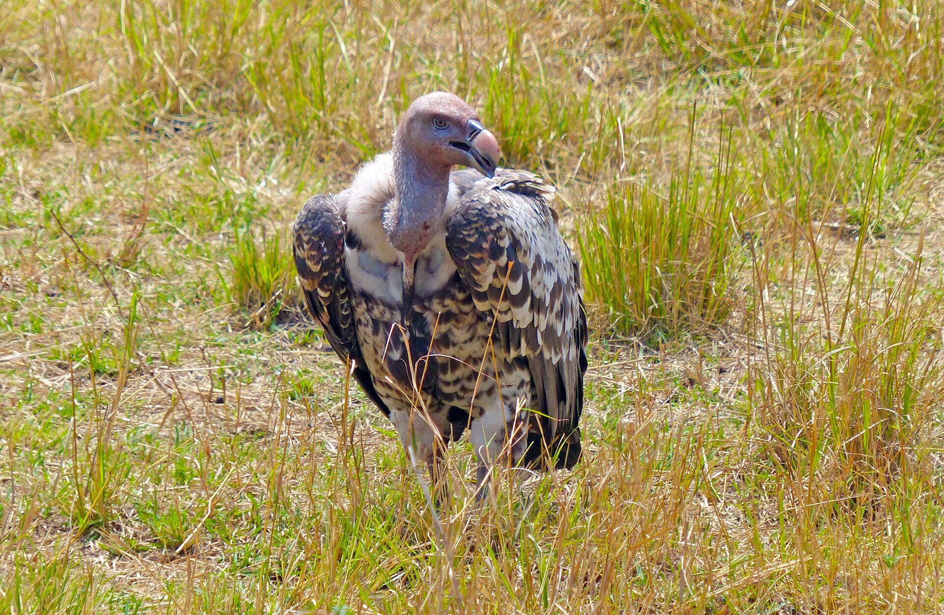 Fotografia przedstawia sępa siedzącego na trawie. Sęp ma dużą głowę zwróconą w prawo, z mocnym, czarnym dziobem. Głowa i szyja są pozbawione piór. Ptak siedzi na ziemi. Pióra są ciemnobrązowe w białymi końcówkami.