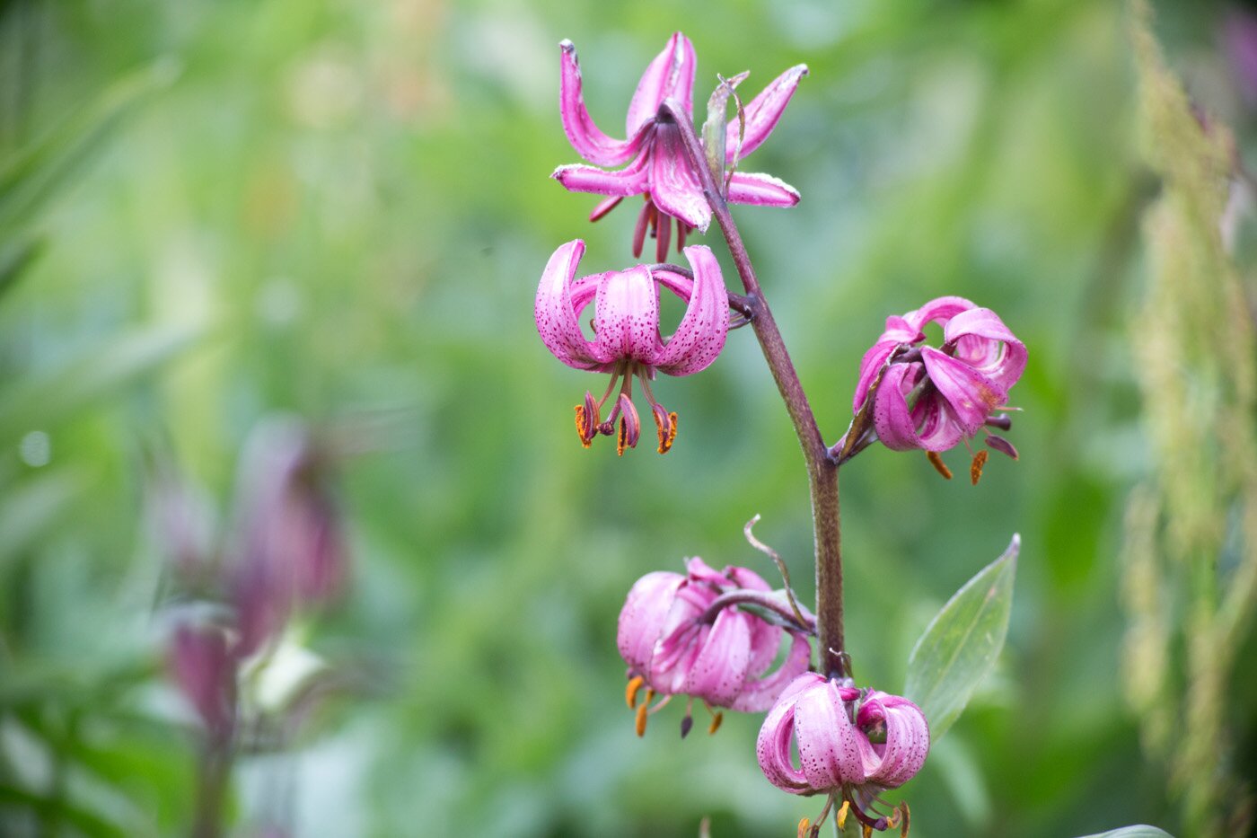 Fotografia prezentuje fioletowy kwiatostan lilii złotogłów na tle łąki. Kwiaty skierowane są w dół, widać wystające spomiędzy płatków brązowawe pręciki.