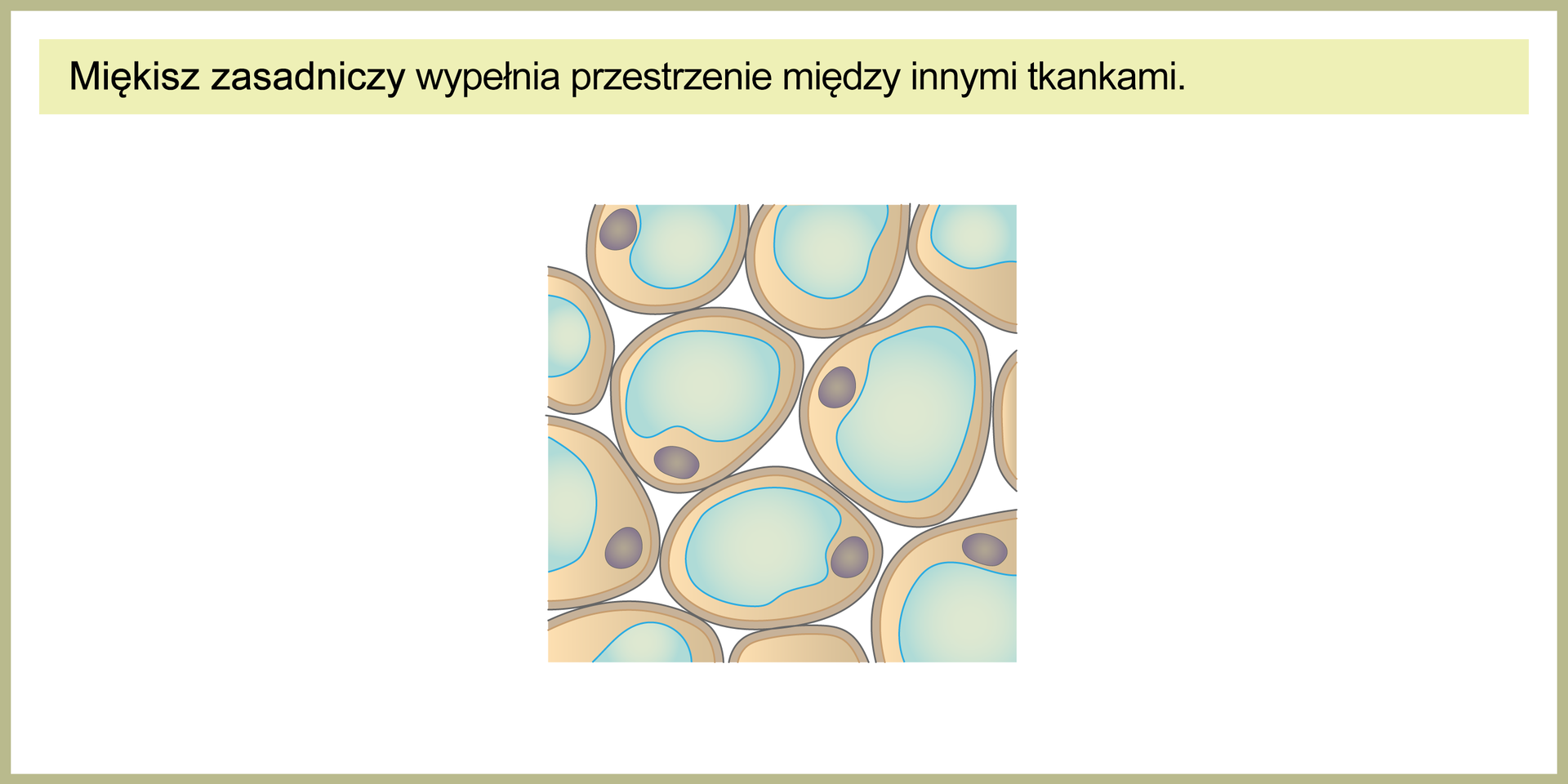 Ilustracja przedstawia duże komórki w kolorze brązowym z wypełniającymi je niemal w całości, oznaczonymi błękitnym kolorem wakuolami. Są to luźno ułożone komórki miękiszu zasadniczego, który wypełnia przestrzenie między innymi tkankami. Ponad obrazkiem widać tekst: Miękisz zasadniczy wypełnia przestrzenie między innymi tkankami.