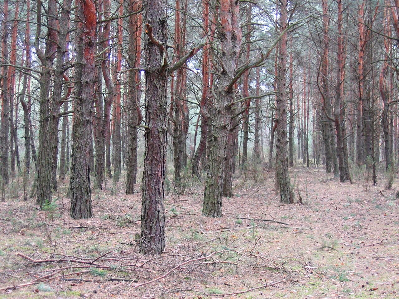 Fotografia kolorowa przedstawia fragment lasu. Drzewa są porośnięte gałęziami bez liści. Na ziemi leżą suche gałęzie i szyszki.