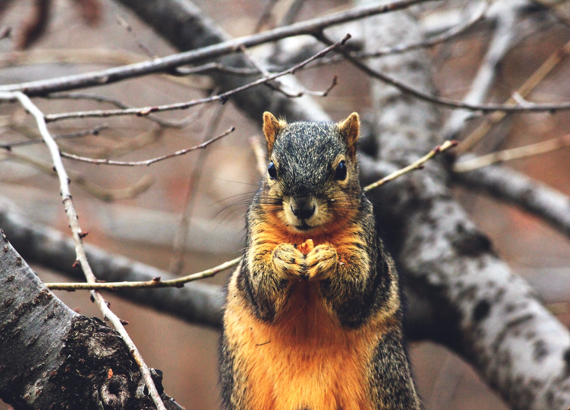 Kliknij, aby powiększyć Zdjęcie przedstawia wiewiórkę stojącą na tylnych łapkach, w przednich trzyma jakiś przysmak. W tle widać gałęzie drzewa.