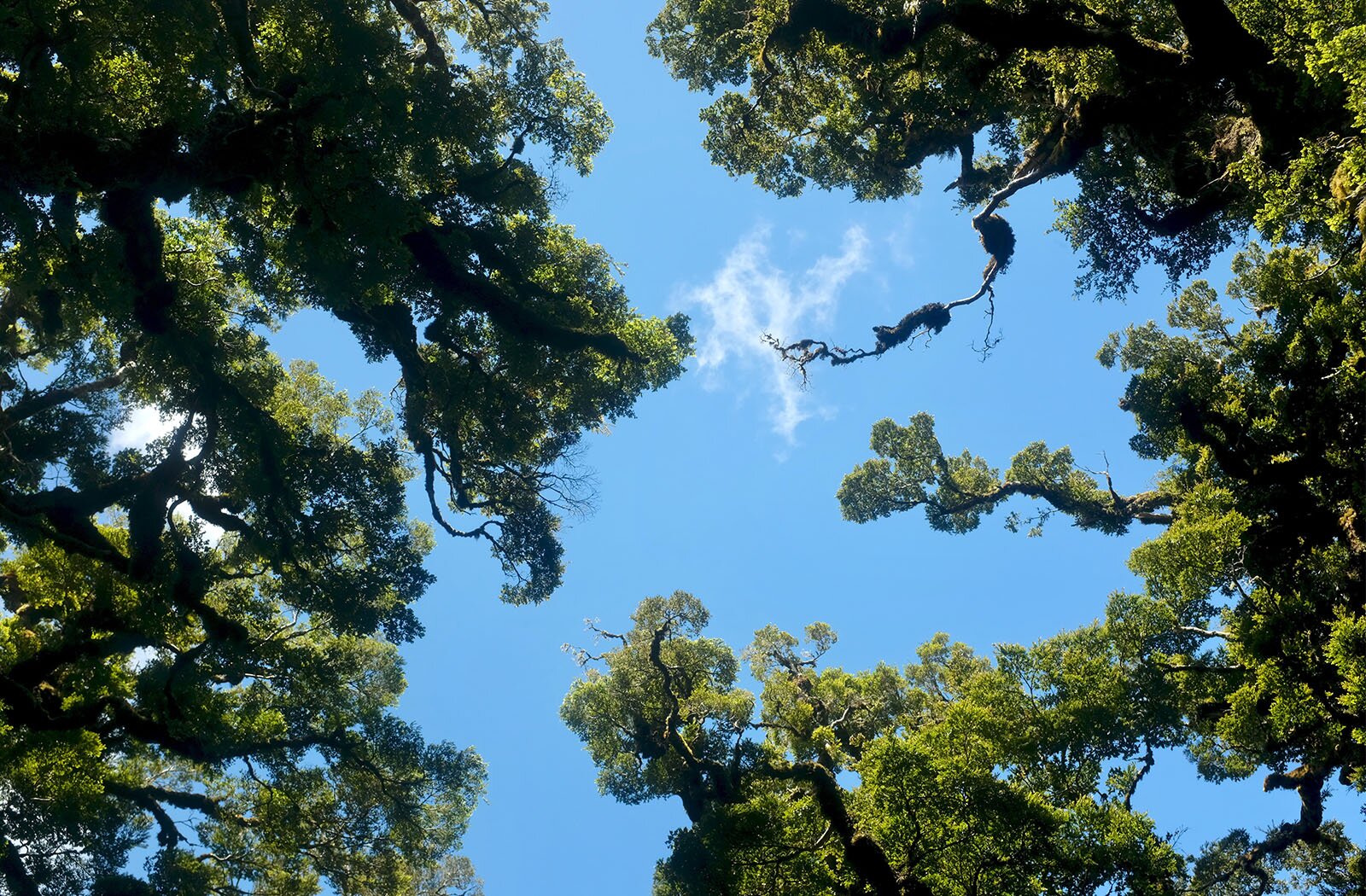 Zdjęcie przedstawia widziane od dołu korony wysokich zielonych drzew, które pokazane są na tle niebieskiego nieba.