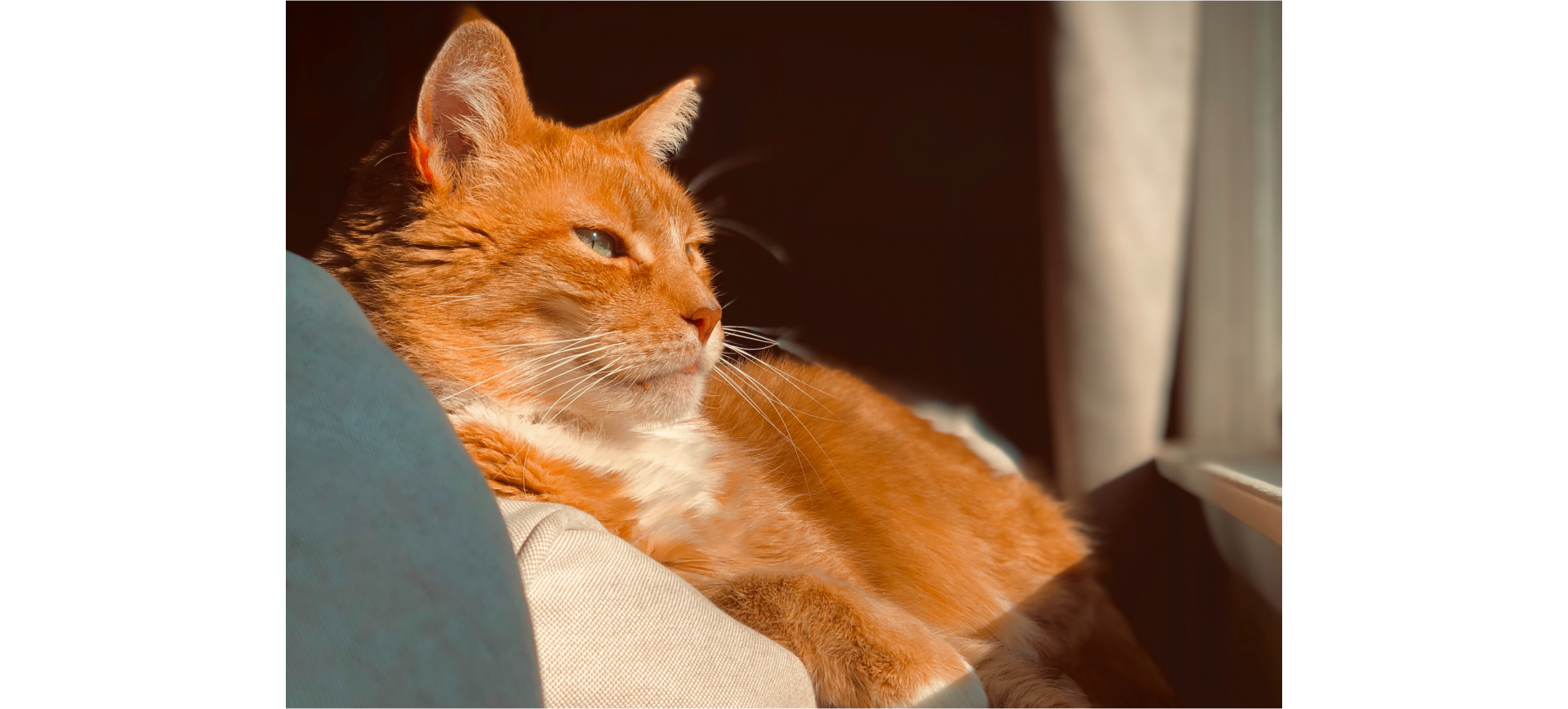 Kot ogrzewający się w promieniach słonecznych.