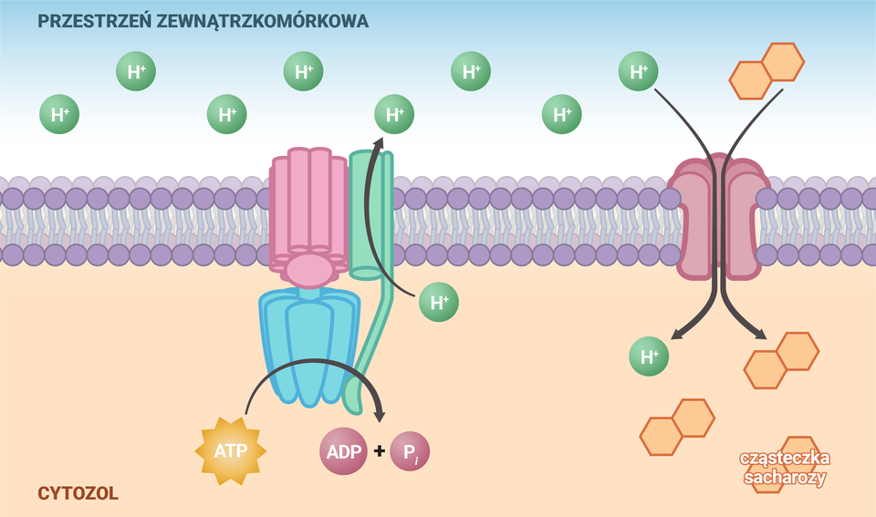 Ilustracja przedstawia transport sacharozy w komórce roślinnej. W przestrzeni zewnątrzkomórkowej znajdują się jony wodoru i jedna cząsteczka sacharozy. Przez specjalną pompę znajdującą się w dwuwarstwie lipidowej transportowane są z cytozolu na zewnątrz komórki jony wodoru. Do tego rodzaju transportu wymagane jest ATP, które ulega hydrolizie do ADP i Pi. W dwuwarstwie lipidowej znajduje się także kotransporter, którym do wnętrza komórki transportowane są cząsteczki sacharozy i jony wodoru.