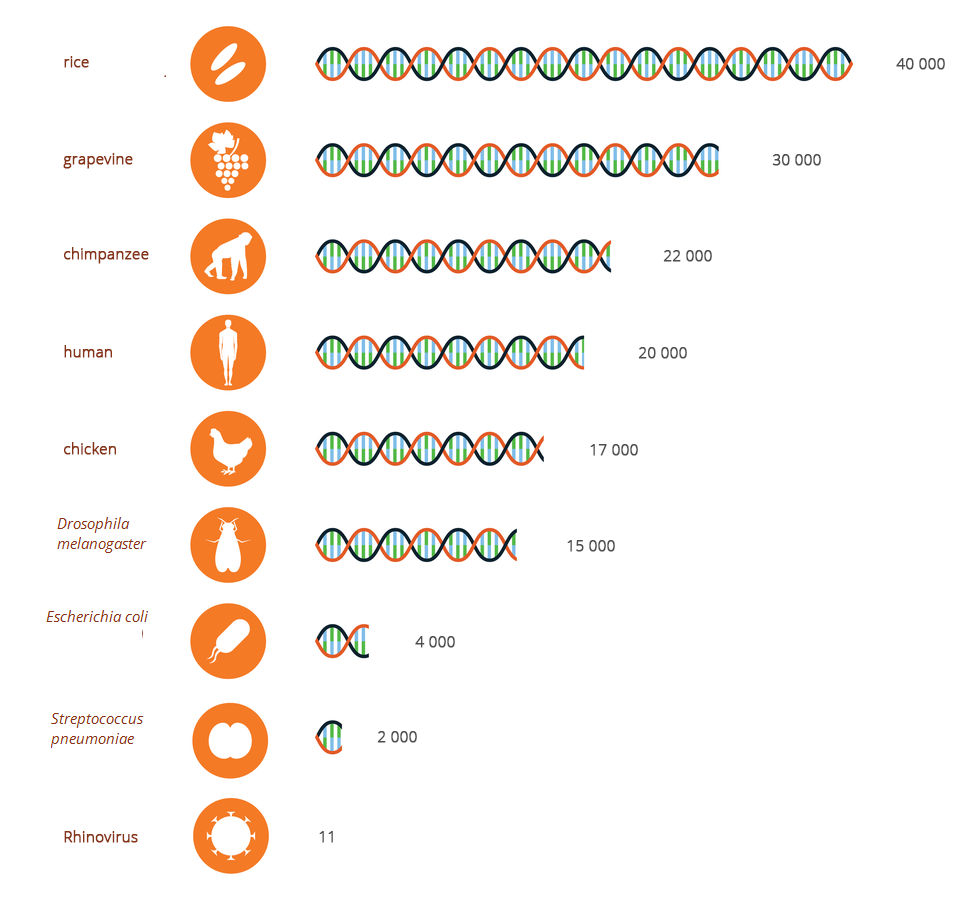 Ilustracja przedstawia schematycznie liczbę genów w DNA różnychorganizmów. DNA ma postać zielono – pomarańczowej skręconej nici. Przy niej liczba, oznaczająca ilość genów. Z prawej pomarańczowe kółka z białą sylwetką organizmu. Od góry ryż, 40 000 genów. Dalej winorośl, 30 000. Niżej szympans, 22000 i człowiek 20 000 genów. Kura ma 17000, a muszka owocowa 15 000 genów. Pałeczka okrężnicy ma 4000, wirus grypy 2000 genów. Najmniej ma dwoinka zapalenia płuc, tylko 11 genów. Na ilustracji są napisy: rice, grapevine, chimpanzee, human, chicken, Drosophila melanogaster, Escherichia coli, Streptococcus pneumoniae, Rhinovirus.