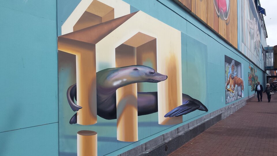 Zdjęcie przedstawia ścianę budynku na którym namalowany został obraz 3D. Malowidło prezentuje błyszczącą, dużą fokę, która oplata swymi płetwami elementy filarów i sprawia wrażenie jakby miała zaraz wyskoczyć ze ściany.