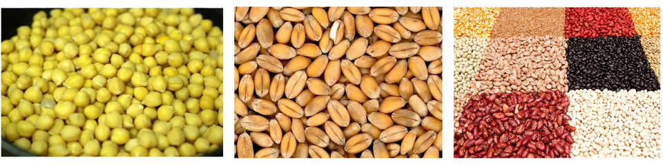 Trzy zdjęcia. Przedstawiają kolejno: okrągłe ziarna ciecierzycy, ziarna pszenicy, różne ziarna ułożone rodzajami.   