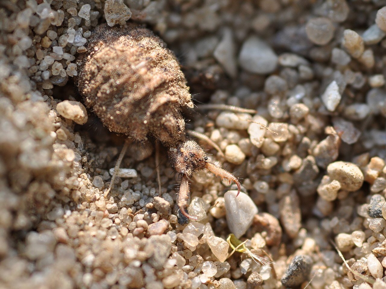 Zdjęcie przedstawia larwę zagrzebaną w piasku. Ma duży odwłok, kilka par odnóży oraz ostro zakończone żuwaczki.