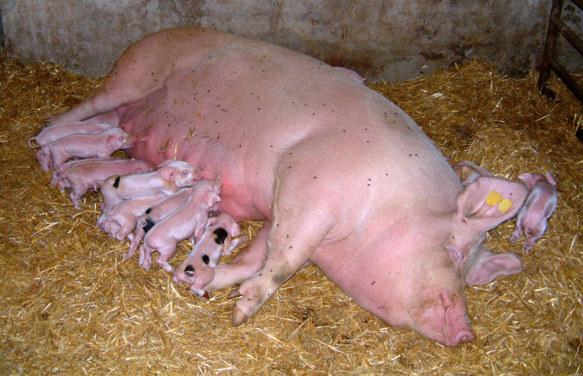 Fotografia przedstawia dużą różową świnię, maciorę, która leży na boku na słomie. Sutki na jej brzuchu ssie osiem malutkich prosiąt. Niektóre mają czarne łatki. Jedno różowe prosiątko znajduje się przy uszach maciory. Ssaki są żyworodne.
