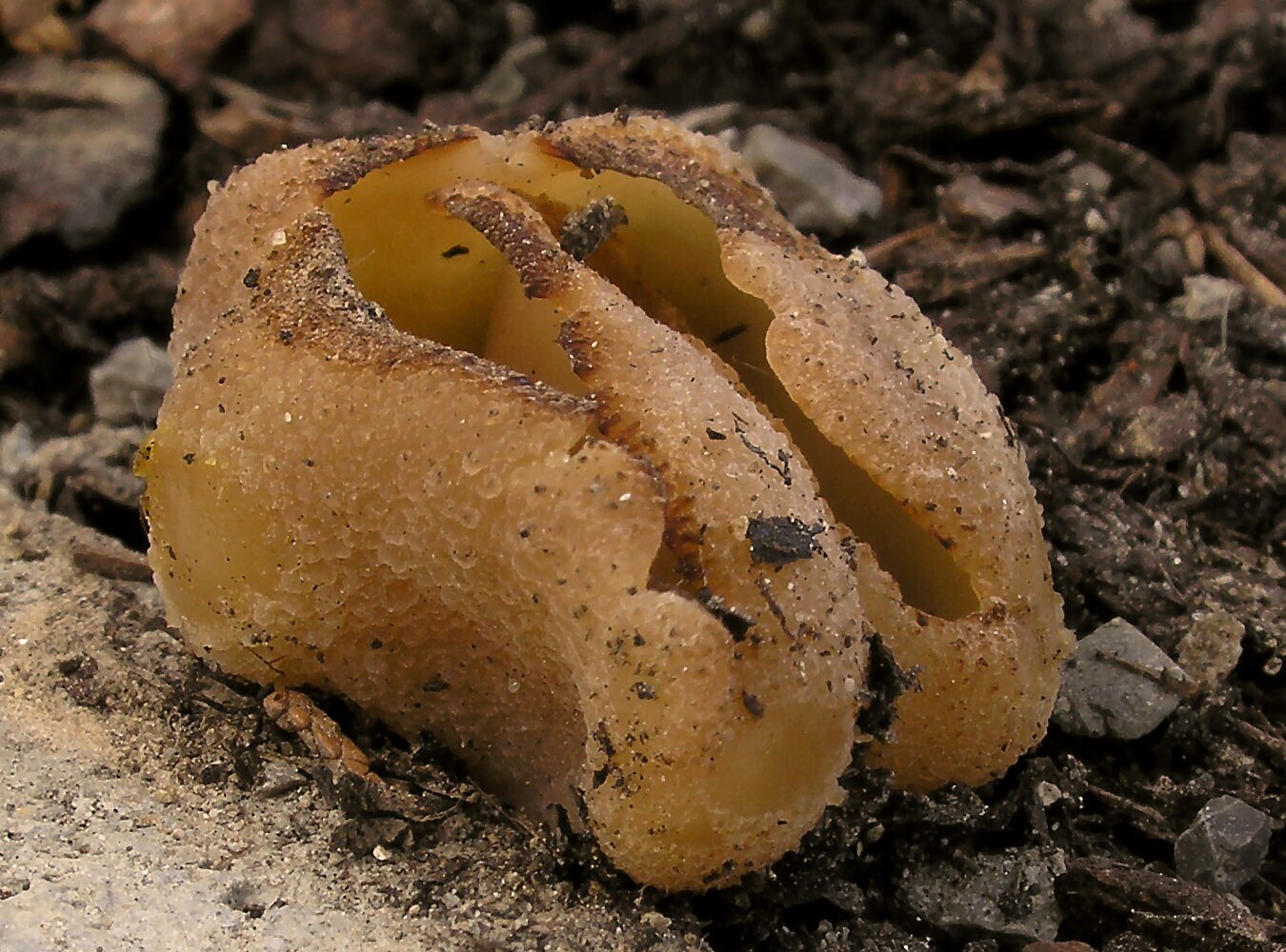Na zdjęciu pofałdowania struktury grzyba. Kształtem również przypomina pusty, pognieciony worek. Powierzchnia zewnętrzna  grzyba jest łuskowata, a wewnętrzna gładka. 
