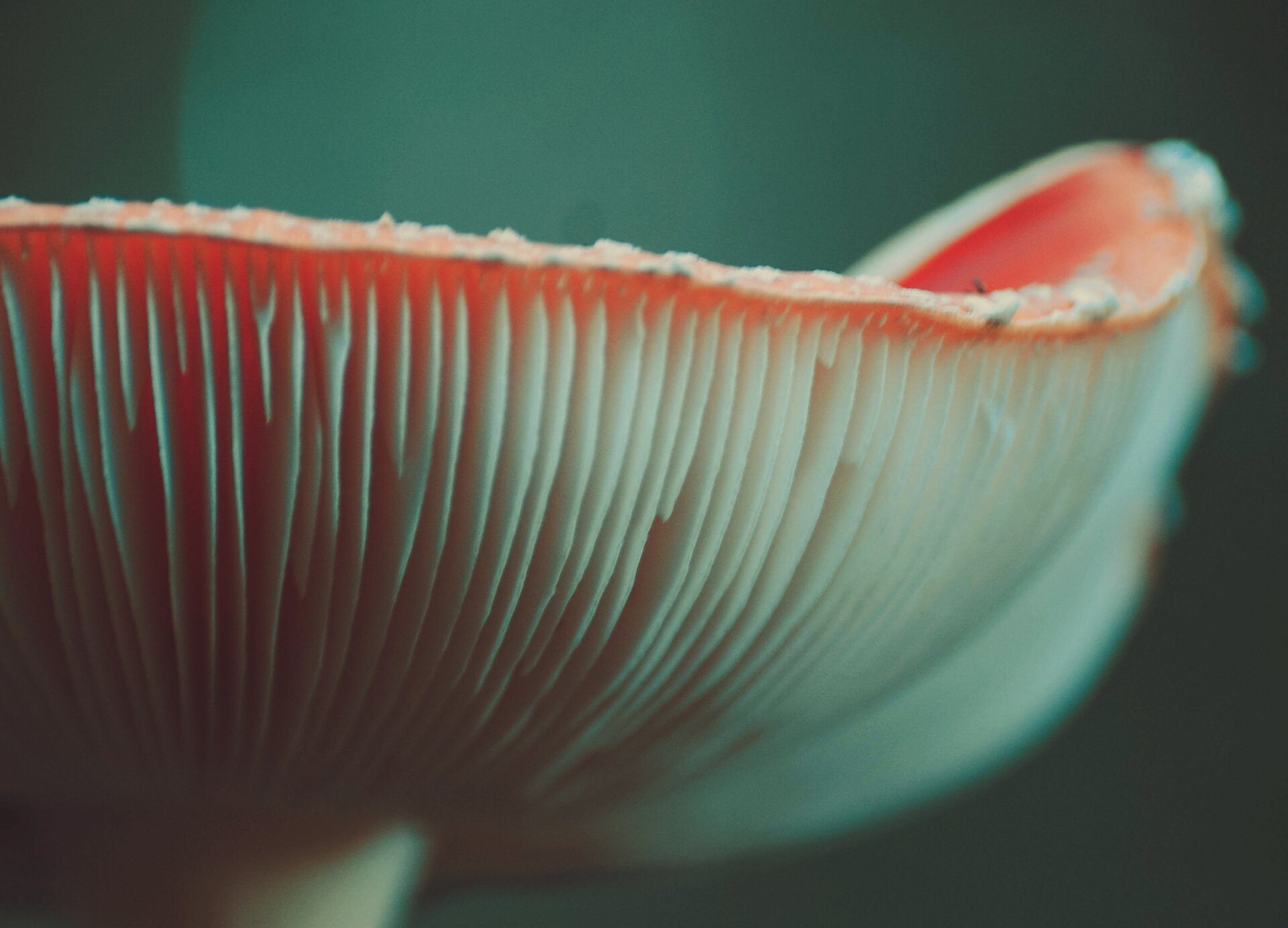 Kliknij, aby powiększyć Zdjęcie przedstawia zbliżenie na blaszki pod kapeluszem muchomora.