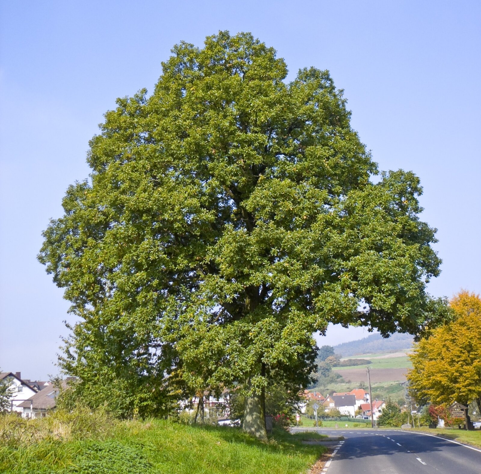 Dąb bezszypułkowy (Quercus petraea) 