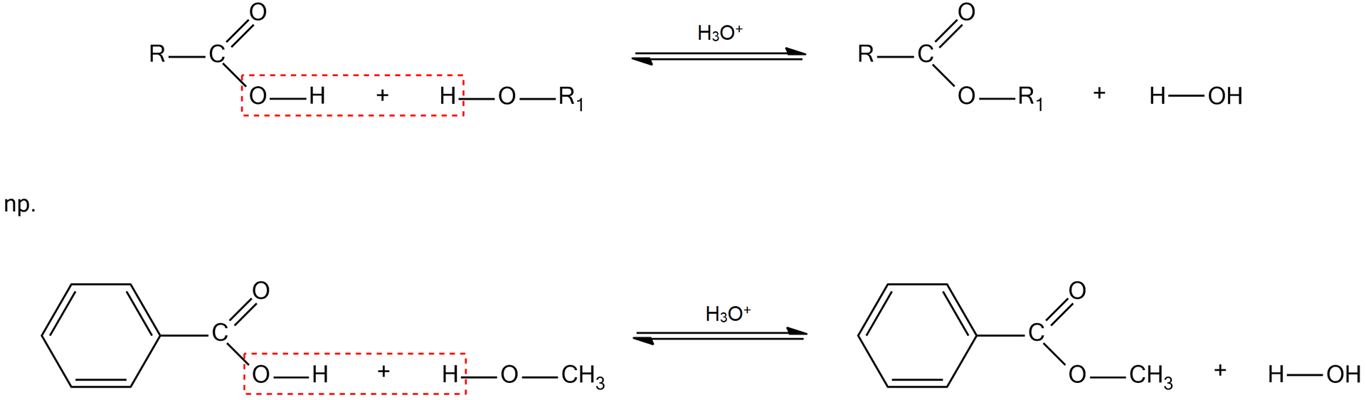 Ilustracja przedstawiająca ogólny schemat reakcji estryfikacji wraz z przykładem. Cząsteczka kwasu karboksylowego zbudowanego z podstawnika R związanego z atomem węgla połączonym za pomocą wiązania podwójnego z atomem tlenu oraz za pomocą wiązania pojedynczego z grupą hydroksylową OH. Dodać cząsteczkę alkoholu zbudowanego z grupy hydroksylowej OH połączonej z podstawnikiem R1. Grupa hydroksylowa pochodząca od kwasu karboksylowego oraz atom wodoru należący do grupy OH w alkoholu są zaznaczone czerwoną ramką. Strzałki równowagowe, nad nim znajduje się jon hydroniowy. Za strzałkami cząsteczka estru zbudowanego z podstawnika R związanego z atomem węgla połączonym za pomocą wiązania podwójnego z atomem tlenu oraz za pomocą wiązania pojedynczego z kolejnym atomem tlenu podstawionym grupą R1. Dodać cząsteczkę wody. Poniżej przedstawiono przykładowe równanie reakcji estryfikacji pomiędzy kwasem benzoesowym i metanolem. Cząsteczka kwasu benzoesowego zbudowanego z pierścienia fenylowego, to jest sześcioczłonowego pierścienia aromatycznego podstawionego grupą karboksylową, czyli atomem węgla połączonym za pomocą wiązania podwójnego z atomem tlenu oraz za pomocą wiązania pojedynczego z grupą hydroksylową OH. Dodać cząsteczkę metanolu zbudowanego z grupy hydroksylowej OH połączonej z podstawnikiem CH3. Grupa hydroksylowa pochodząca od kwasu karboksylowego oraz atom wodoru należący do grupy OH w cząsteczce alkoholu są zaznaczone czerwoną ramką. Strzałki równowagowe, nad nim znajduje się jon hydroniowy. Za strzałkami cząsteczka estru zbudowanego z podstawnika fenylowego związanego z atomem węgla połączonym za pomocą wiązania podwójnego z atomem tlenu oraz za pomocą wiązania pojedynczego z kolejnym atomem tlenu podstawionym grupą metylową CH3. Dodać cząsteczkę wody.