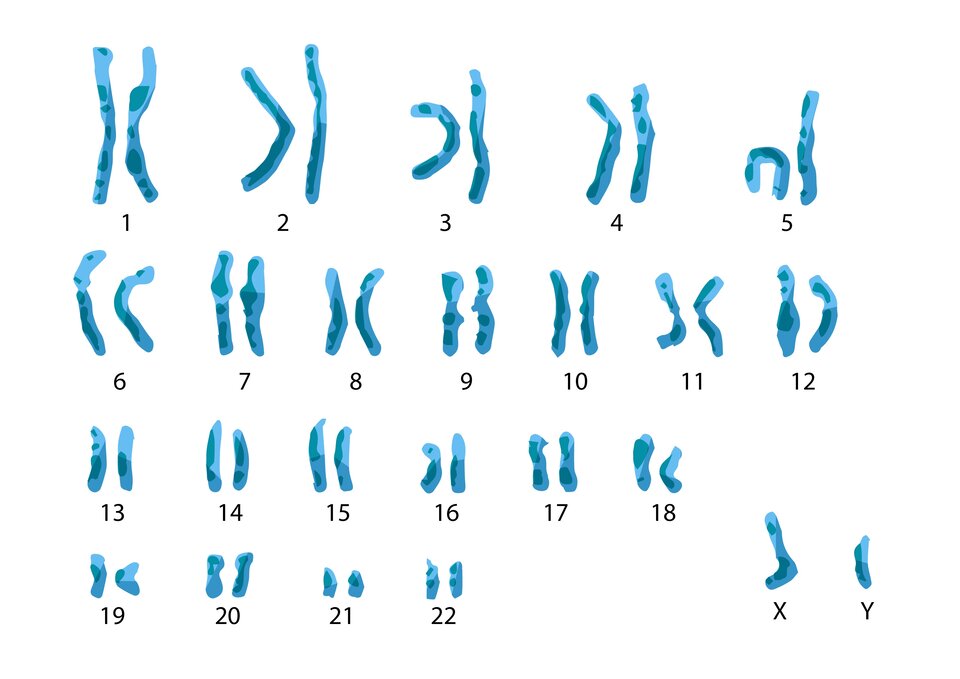 Ilustracja przedstawia 23 pary chromosomów autosomalnych w tym jedną parę chromosomów XY. Największe są chromosomy w pierwszej i drugiej parze, najmniejsze w parze 21. 23 para chromosomów to XY, X jest większe od Y.  