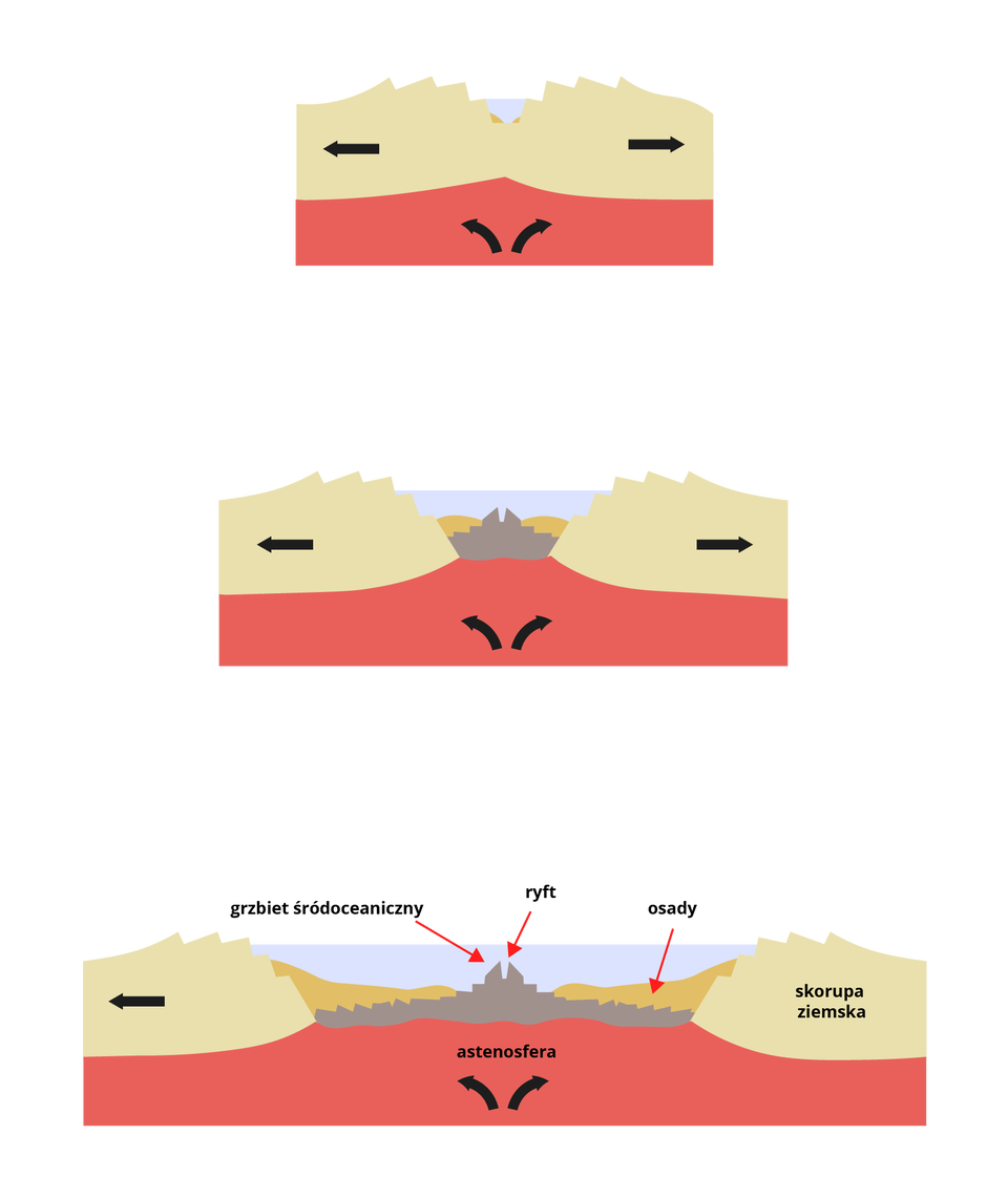 Schemat przedstawia kolejne etapy rozrastania dna oceanicznego i powstawania grzbietu śródoceanicznego. Na pierwszej ilustracji są dwie poziome warstwy. W górnej warstwie - warstwie skorupy ziemskiej - jest niebieski fragment - to ocean. Na warstwie są strzałki skierowane w przeciwnych kierunkach. Pod tą warstwą jest warstwa astenosfery, na której strzałki idą w górę i nieco na boki. Na kolejnej ilustracji pod powierzchnią oceanu narasta wybrzuszenie. Opisana górna warstwa - czyli skorupa ziemska - zaczyna się - jej lewa i prawa strona - rozchodzić na boki, oddalać od siebie. Na ostatniej ilustracji w miejscu rozchodzenia się skorupy ziemskiej powstał grzbiet oceaniczny, ryft oraz osady.  