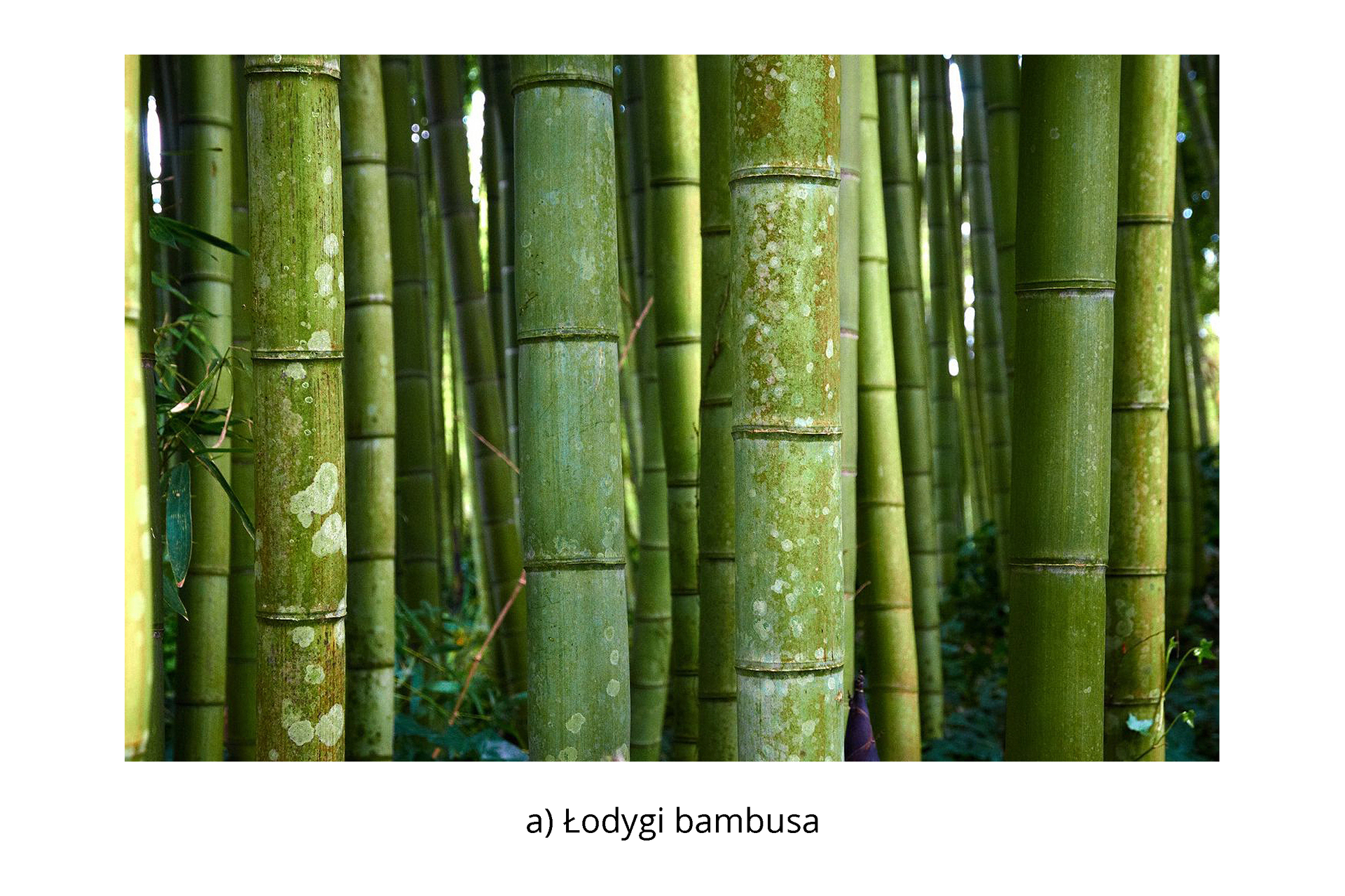 Włókna bambusowe są wytwarzane z celulozy uzyskiwanej z pędów bambusa. W podobny sposób wytwarza się celulozę z drzew (świerku, sosny, buku) i wykorzystuje się ją do produkcji przędzy wiskozowej