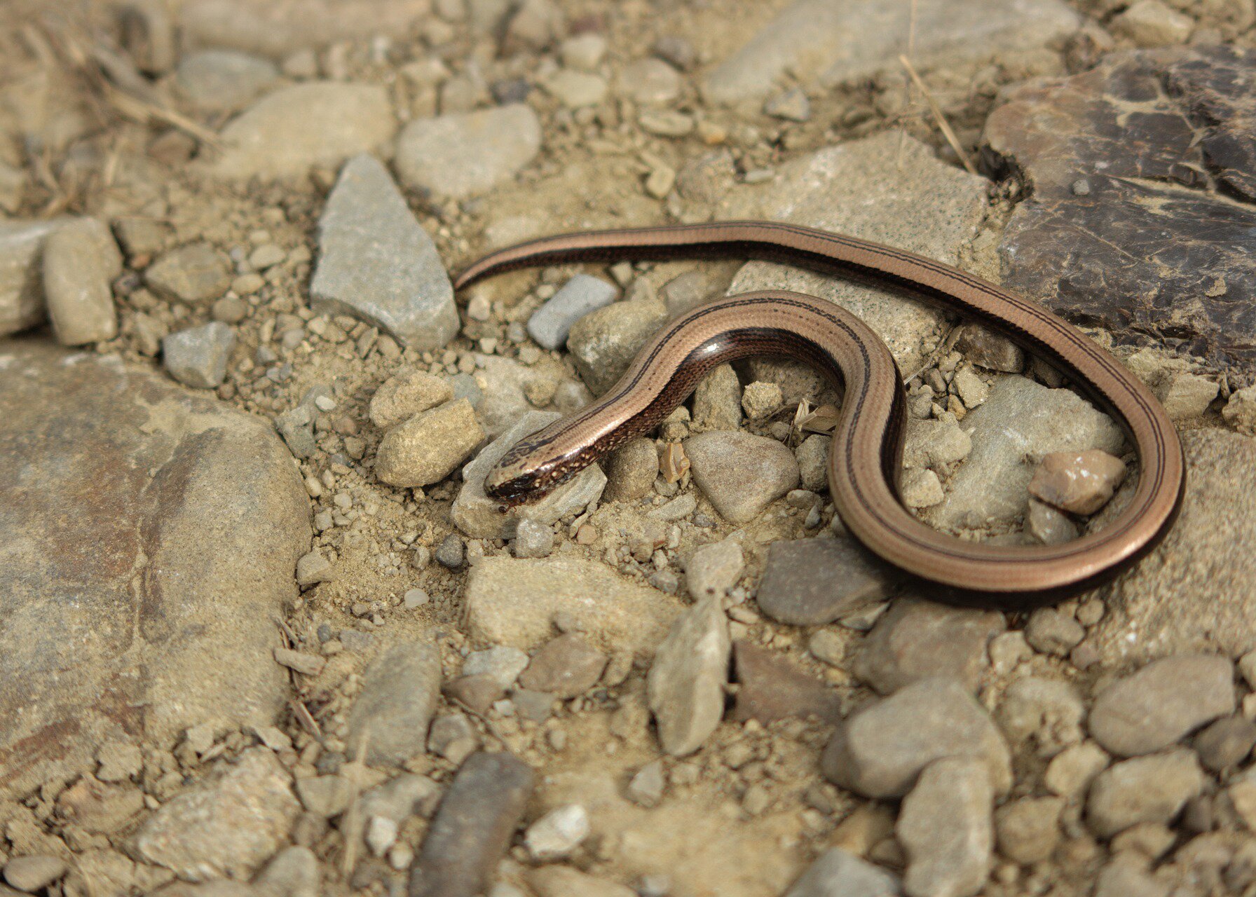 Fotografia cienkiego, niewielkiego węża o jasnobeżowej barwie u góry i czarnej u dołu.