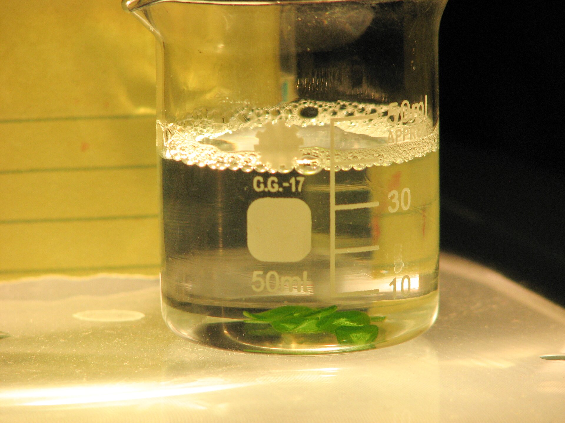 Zdjęcie przedstawia zlewkę. To szklane, płaskodenne, ogólnego użytku naczynie laboratoryjne o kształcie cylindrycznym z miarką z białymi cyframi i dzióbkiem. Zlewka jest wypełniona do połowy roztworem sody oczyszczonej. Powierzchnia roztworu jest spieniona. To pęcherzyki tlenu. Na dnie zlewki leży zielony liść. Naczynie laboratoryjne stoi na białym stole.