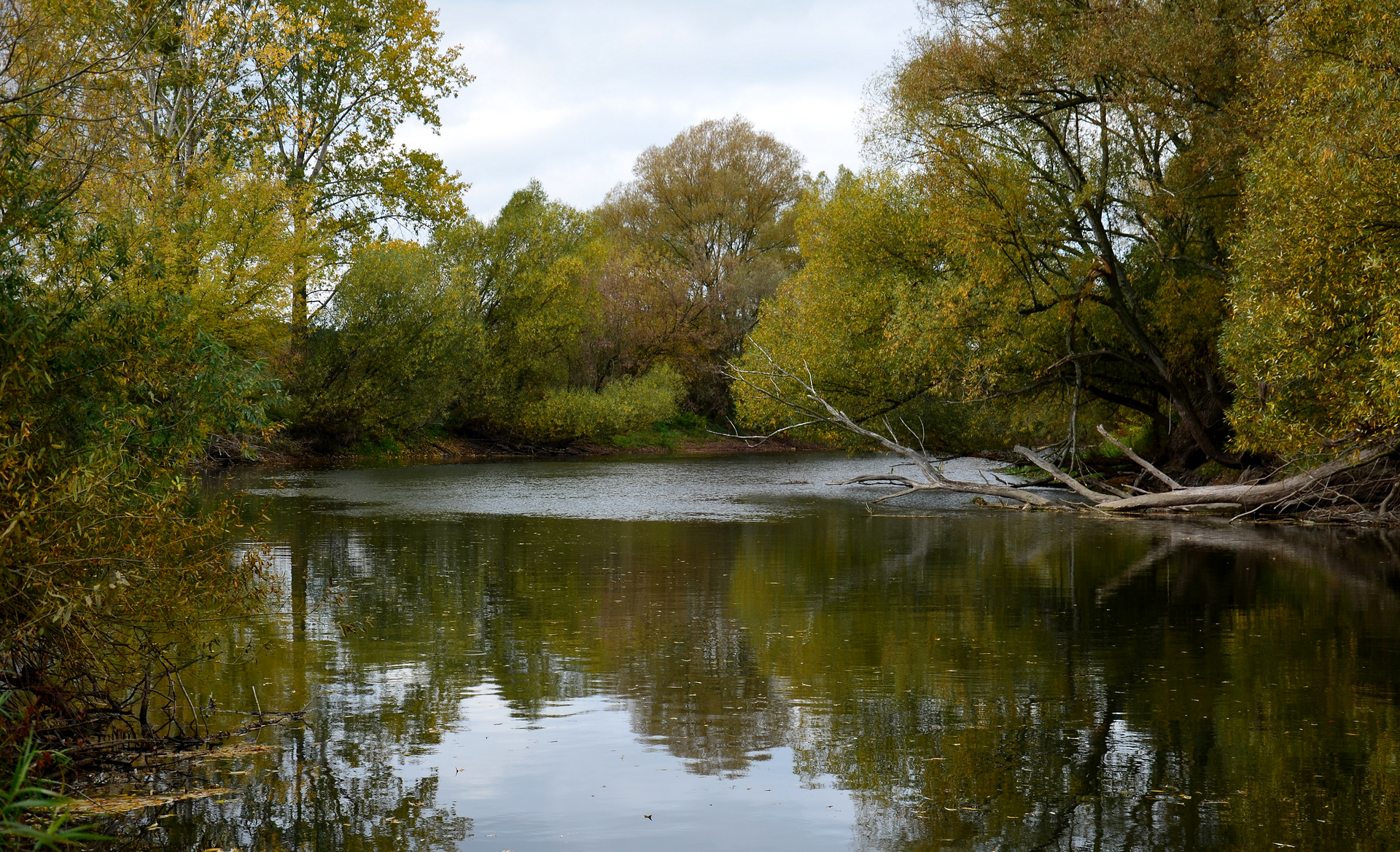 Fotografia przedstawia szeroko płynącą rzekę. Jej brzegi są porośnięte drzewami, odbijającymi się w wodzie. To rezerwat wodny Rzeka Drwęca w województwie warmińsko – mazurskim. Jest miejscem ochrony rzadkich gatunków ryb.