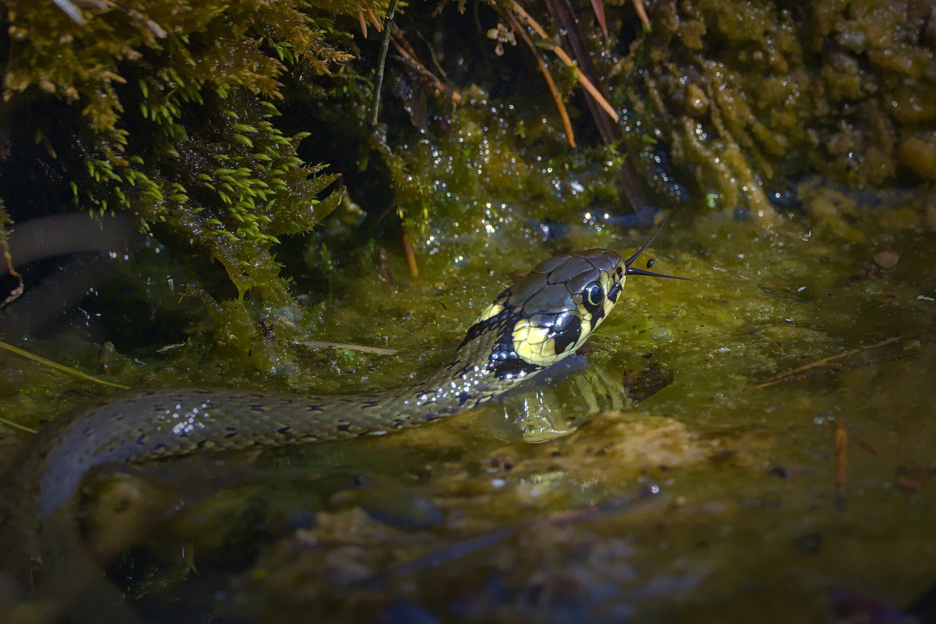 Zdjęcie prezentuje zaskrońca. Znajduje się on w małej kałuży wody. Zaskroniec posiada jasne plamy z tyłu głowy oraz wyciągnięty, rozdwojony język. 