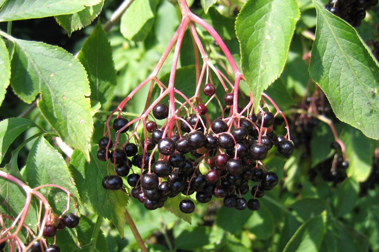 Na planszy znajduje się Bez czarny. Widoczna jest cienka, czerwona gałązka z dużymi, pociągłymi, szerokimi, skrętoległymi liśćmi i skupiskami czarnych, okrągłych, drobnych i bardzo licznych owoców.