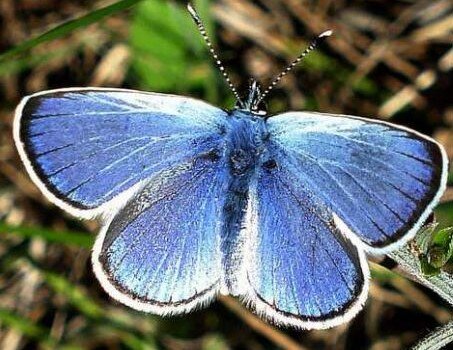 Ilustracja przedstawia motyla, który jest przykładem symetrycznej formy. Przeprowadzając oś symetrii wzdłuż odwłoka motyla - jego podwójne skrzydła są takie same po jednej i po drugiej stronie. 