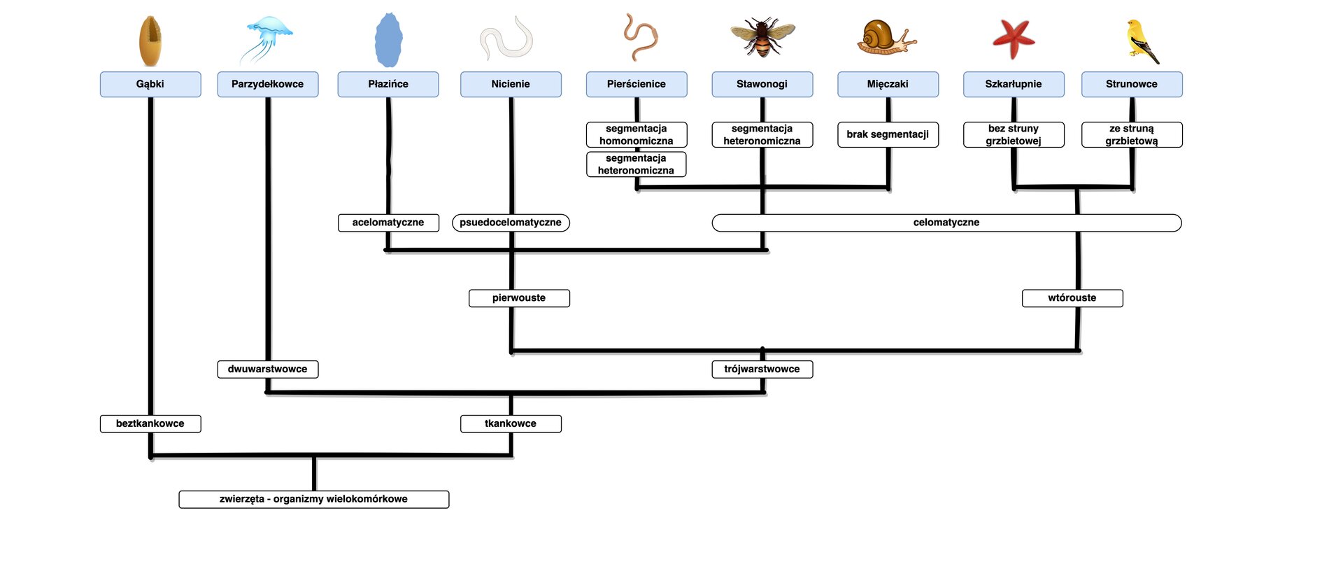 Ilustracja przedstawia schemat z klasyfikacją zwierząt – organizmów wielokomórkowych. W jej obrębie wyróżnione są dwie grupy: beztkankowce (czyli gąbki, które prezentuje na rysunku wrzecionowata gąbka) oraz tkankowce, do których zalicza się dwuwarstwowce i frójwarstwowce. Dwuwarstwowce to parzydełkowce (na rysunku przedstawia je meduza). Trójwarstwowce złożone są ze zwierząt pierwoustych i wtóroustych. Do pierwoustych zalicza się: 1. acelomatyczne (płazińców, które reprezentuje na rysunku wydłużony, listkowaty płaziniec), 2. pseudocelomatyczne (nicieni, które reprezentuje na rysunku wijący się, biały, nitkowaty nicień) oraz 3. pierścienice z segmentacją homogeniczna i segmentacja heteronomiczną (które reprezentuje na rysunku dżdżownica), 4. stawonogi z segmentacją heteronomiczną (które reprezentuje na rysunku pszczoła), 5. mięczaki bez segmentów (które reprezentuje na rysunku ślimak). Do wtóroustych zalicza się: 1. szkarłupnie bez struny grzbietowej (które na rysunku reprezentuje rozgwiazda), 2. Strunowce ze struną grzbietową (które na rysunku reprezentuje ptak). Na schemacie zaznaczone są zwierzęta celomatyczne, do których należą zarówno pierwouste pierścienice, stawonogi i mięczaki, jak i wtórouste szkarłupnie i strunowce.