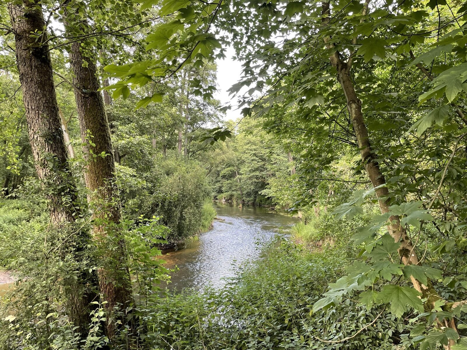 Zdjęcie przedstawia rzekę, płynącą w centralnej części fotografii. Po jej obu brzegach drzewa.