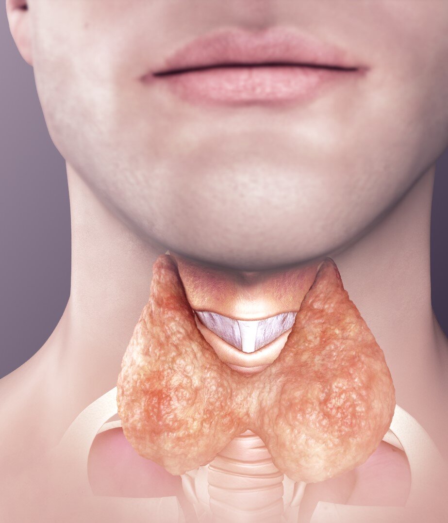 Zdjęcie przedstawia w zbliżeniu szyję ludzką i dolną połowę twarzy. Szyja jest półprzezroczysta, widać przez nią fragment kręgosłupa, a na pierwszym planie tarczycę – parzysty, dwupłatowy, symetrycznie ułożony wzdłuż kręgosłupa organ.  