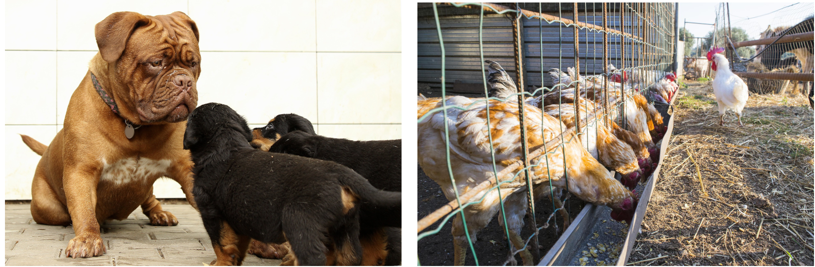 Na pierwszym zdjęciu znajduje się dorosły pies oraz szczeniaki. Na drugim fragment farmy oraz kurczaki w klatkach.