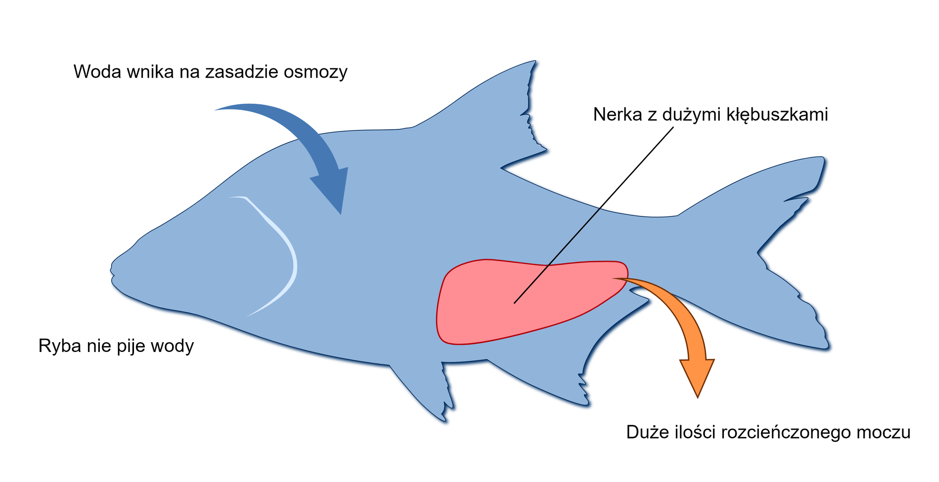 Grafika przedstawia schemat osmoregulacji u ryb słodkowodnych. Znajduje się na niej niebieski kontur ciała ryby z trójkątną głową oddzielonej od tułowia białą, półkolistą linią wyobrażającą skrzela. Ryba posiada również dużą płetwę grzbietową oraz mniejsze płetwy brzuszne, a także dwudzielny ogon. Ryba nie pije wody, wnika ona do jej organizmu na zasadzie osmozy, co pokazuje skierowana w dół, ciemnoniebieska strzałka. Posiada ona nerkę z dużymi kłębuszkami wyobrażoną jako nieregularny, różowy kształt, dzięki czemu wydala ona duże ilości rozcieńczonego moczu.