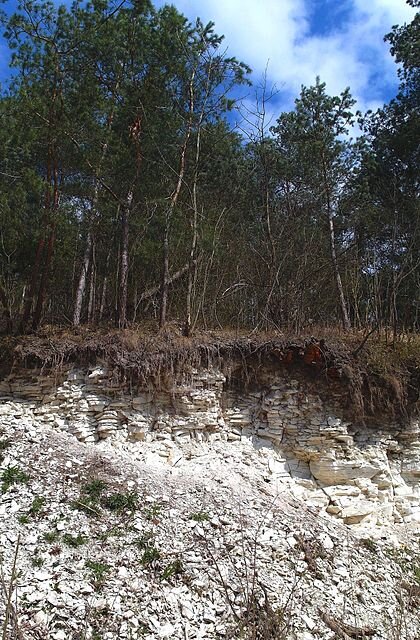 Na zdjęciu znajduje się osunięta gleba, odsłaniająca przekrój przez glebę. Ściana przekroju zbudowana jest z białej skały, uformowanej w kawałki przypominające huby drzewne. Od góry na ścianę zwisają systemy korzeniowe roślin darniowych. Na powierzchni ziemi rosną drzewa o cienkich pniach. Z przodu przed przekrojem leży opadająca w lewo warstwa sypkich okruchów skalnych w kolorze białym..