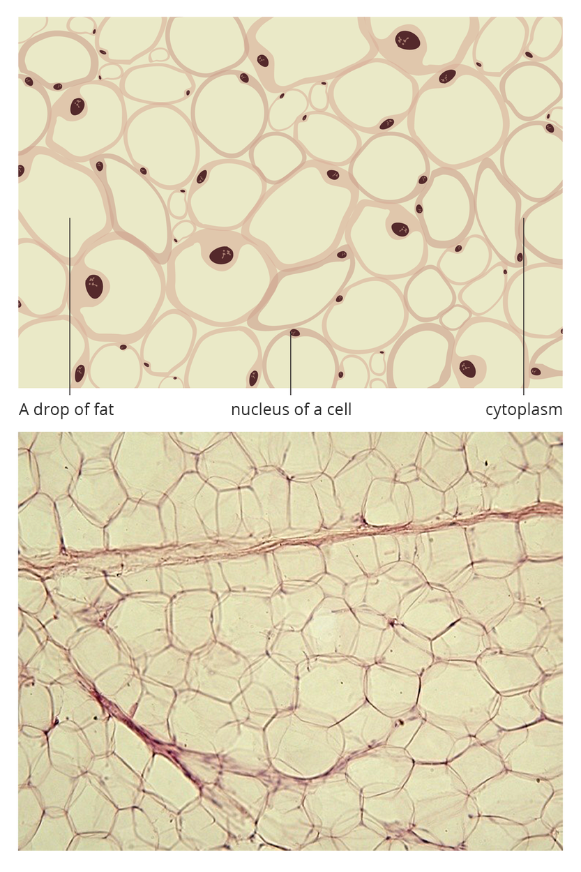 Ilustracja przedstawia dwa obrazy tkanki tłuszczowej jeden pod drugim. Na rysunku u góry znajdują się okrągłe komórki, luźno ze sobą połączone. W każdej brązowym kolorem zaznaczono podpisane niżej jądro komórkowe. Obok wskazano kroplę tłuszczu we wnętrzu komórki. Podpisano liliową, wąską cytoplazmę. Poniżej znajduje się obraz mikroskopowy tkanki tłuszczowej. Liczne wielokątne komórki są przedzielone beżowymi pasmami. Podpisano: A drop of fat, nucleus of a cell; cytoplasm.