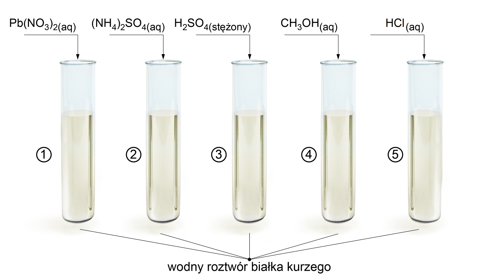 Ilustracja przedstawiająca pięć probówek. W każdej z nich jest wodny roztwór białka kurzego. Do pierwszej probówki dodano wodny roztwór azotanu(<math aria‑label="pięć">V) ołowiu (<math aria‑label="dwa">II), do drugiej roztwór siarczanu(<math aria‑label="sześć">VI) amonu, do trzeciej stężony kwas siarkowy(<math aria‑label="sześć">VI), do czwartej wodny roztwór metanolu, do piątej wodny roztwór kwasu chlorowodorowego.