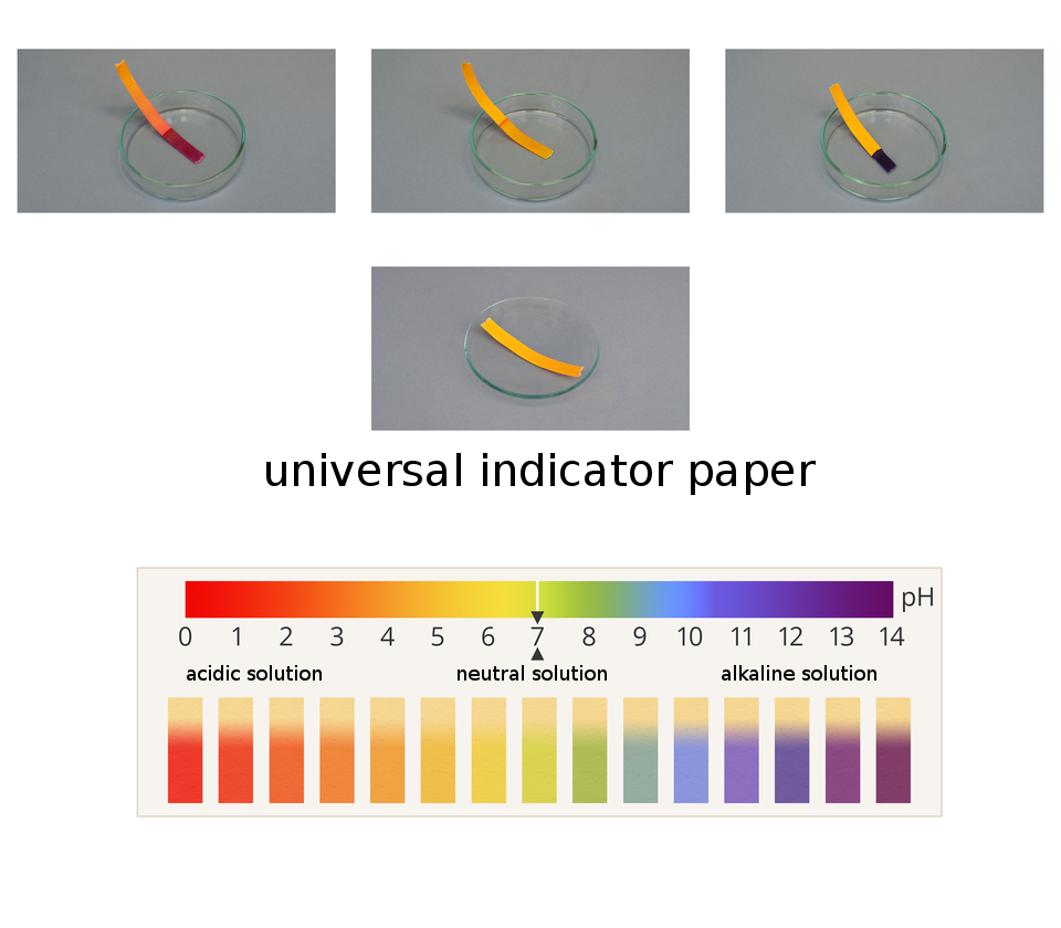 Ilustracja przedstawia zachowanie uniwersalnych papierków wskaźnikowych w roztworach o różnym odczycie. W środkowej części obrazka znajduje się podpisane zdjęcie nieużywanego uniwersalnego papierka wskaźnikowego leżącego na szkiełku zegarkowym. Papierek ma kolor żółtopomarańczowy. Powyżej w jednym szeregu umieszczono trzy zdjęcia przedstawiające papierki włożone do roztworów znajdujących się w szklanych szalkach Petriego. Roztwór z lewej strony ma odczyn mocno kwasowy, część zanurzona papierka przybrała barwę wiśniową. Roztwór na zdjęciu centralnym jest neutralny, ponieważ papierek jest wilgotny, ale praktycznie nie zmienił koloru. Roztwór po prawej stronie jest mocno zasadowy, ponieważ mokra część papierka ma kolor granatowy. W dolnej części ilustracji znajduje się skala kwasowości wraz z kodem barwnym papierków wskaźnikowych, universal indicator paper, jakie papierki te przybierają w środowiskach o różnym odczynie. Kolorystyka ta zmienia się od barwy czerwonej dla niskich wartości pH, przez pomarańczową, żółtą, zieloną, niebieską, fioletową, aż do ciemnofioletowej dla pH wysokich.