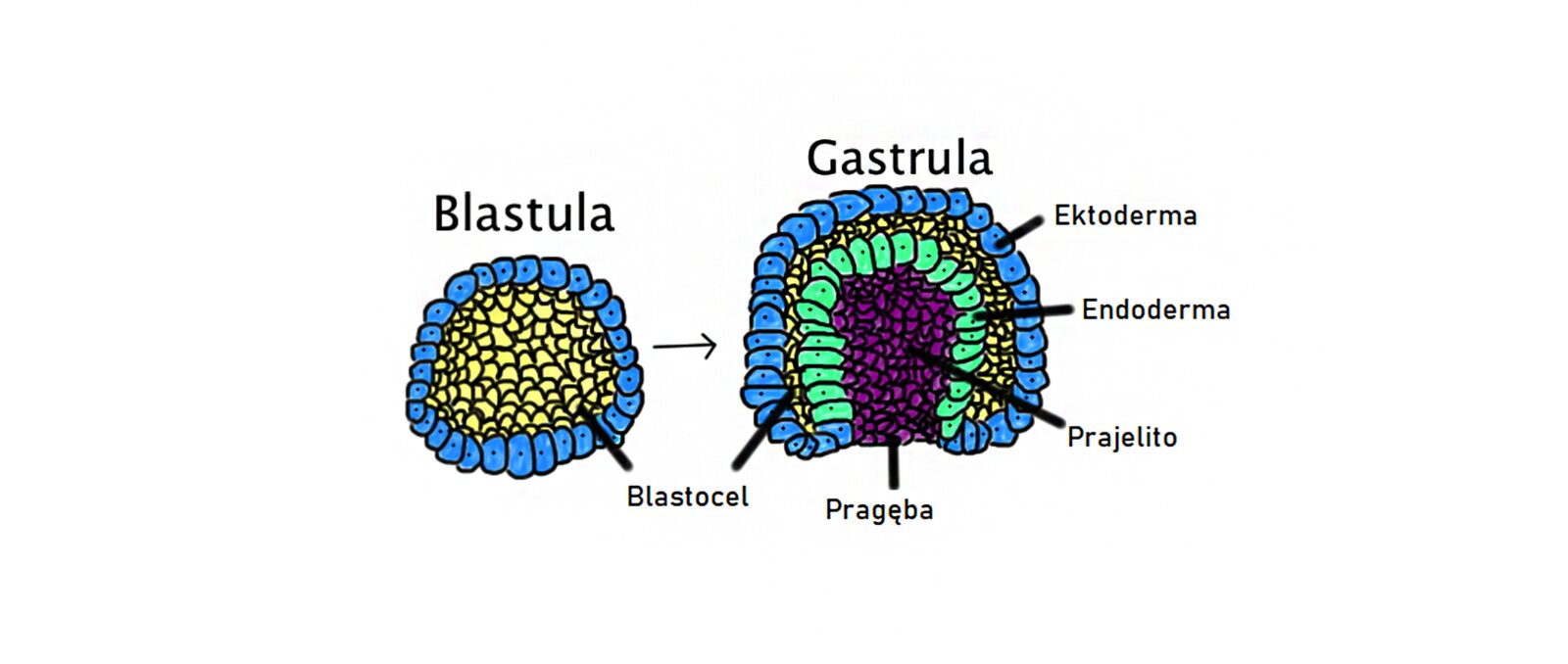 Ilustracja przedstawia powstawanie gastruli oraz schemat jej budowy. Blastula składa się ze znajdującego się wewnątrz blastocelu w postaci przylegających do siebie niewielkich komórek. Otoczona jest ona od zewnątrz komórkami ektodermy – rzędem przylegających do siebie, większych, podłużnych komórek z jądrami w środku. Z blastuli powstaje gastrula, która składa się z kilku warstw. Najbardziej wewnętrzna warstwa to prajelito, natomiast miejsce, gdzie prajelito wychodzi na zewnątrz komórki to pragęba. Prajelito jest z kolei otoczone przez endodermę złożoną z większych, przylegających do siebie komórek z jądrem. Za endodermą znajduje się blastocel zbudowany z przylegających do siebie niewielkich komórek. Z kolei kolejna najbardziej zewnętrzną warstwa gastruli to ektoderma złożona z przylegających do siebie, większych, podłużnych komórek z jądrami w środku.