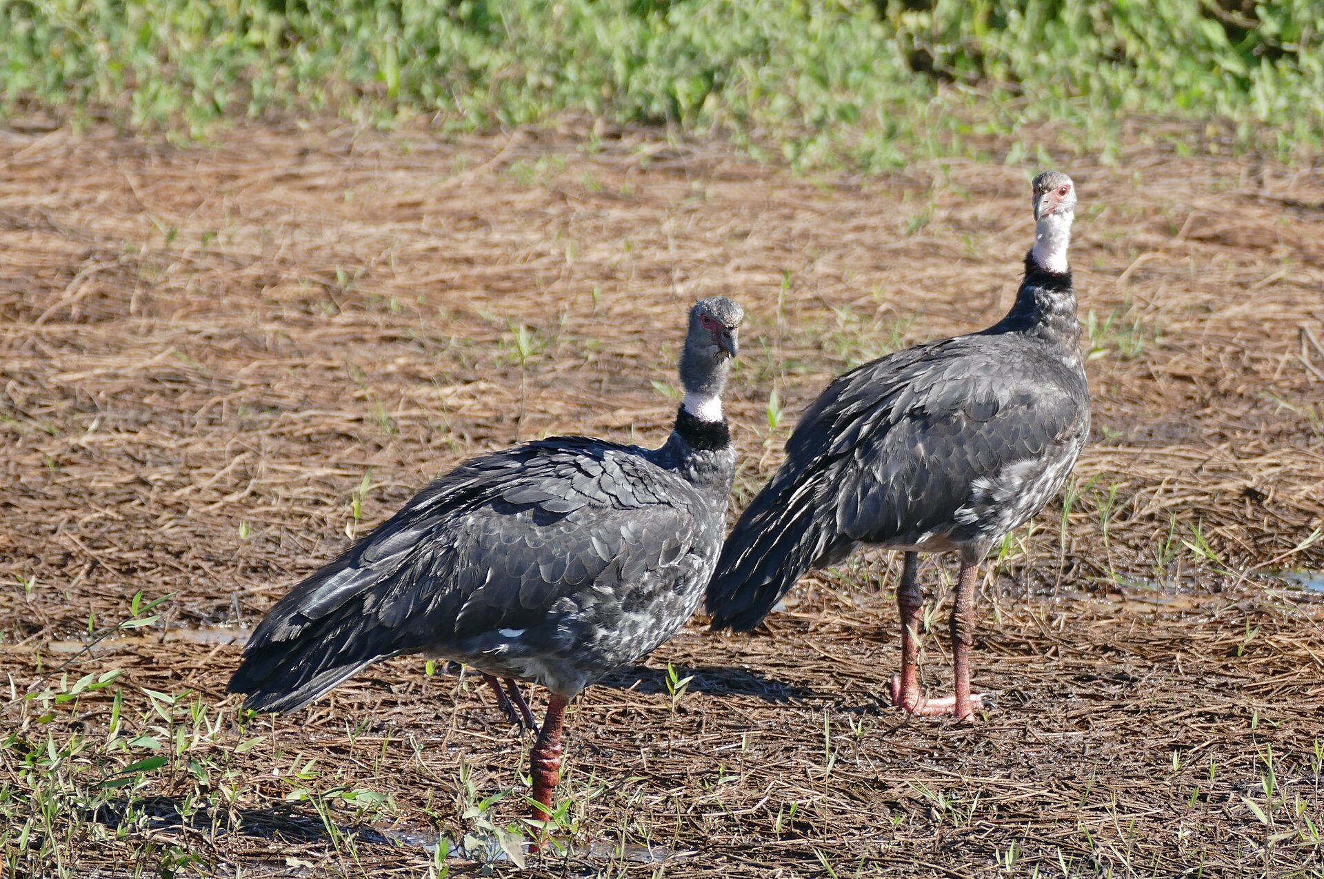 Na zdjęciu dwa ptaki o czarnym upierzeniu. Ptaki mają długie szyje oraz kończyny. Na ich szyjach znajduję się czarny pas. 